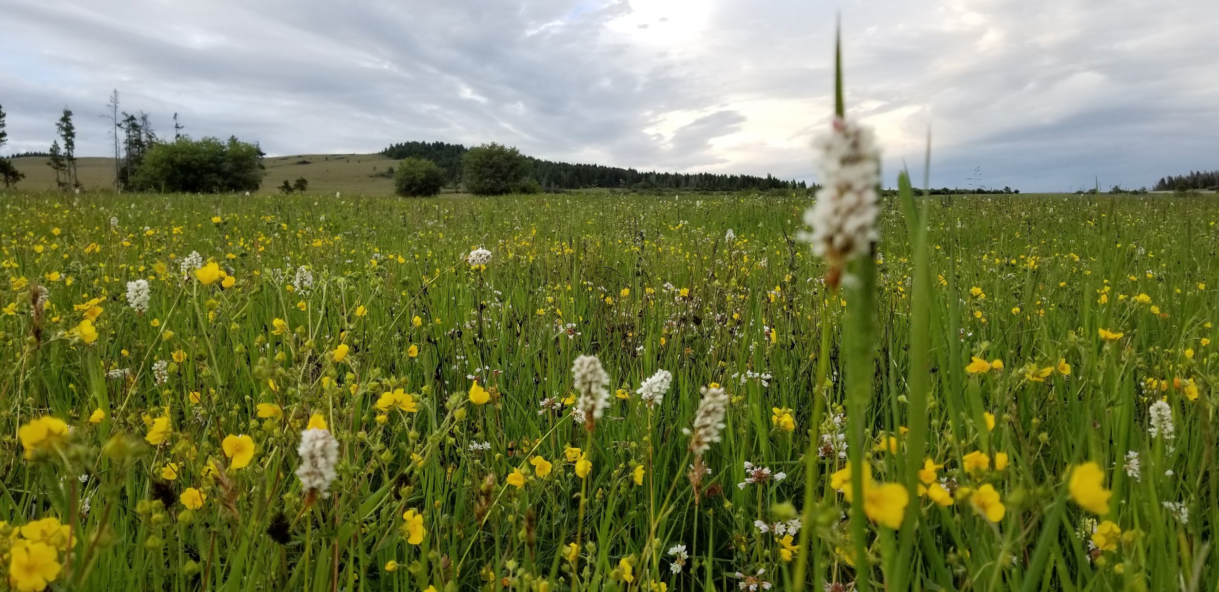 Wildflowers in Meadow