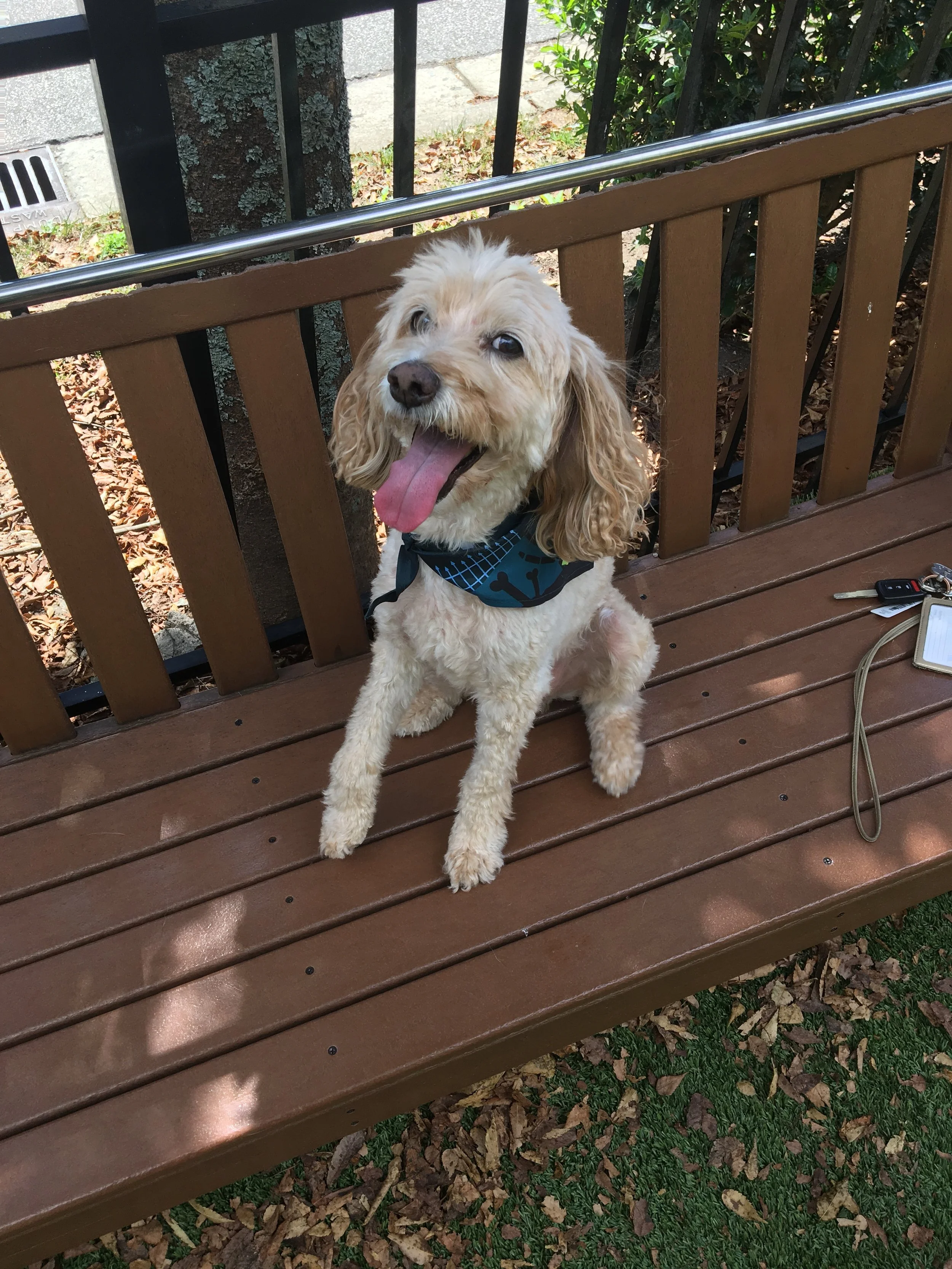 The Little Things: Everyday Ways to Make Your Pet’s Life Happier