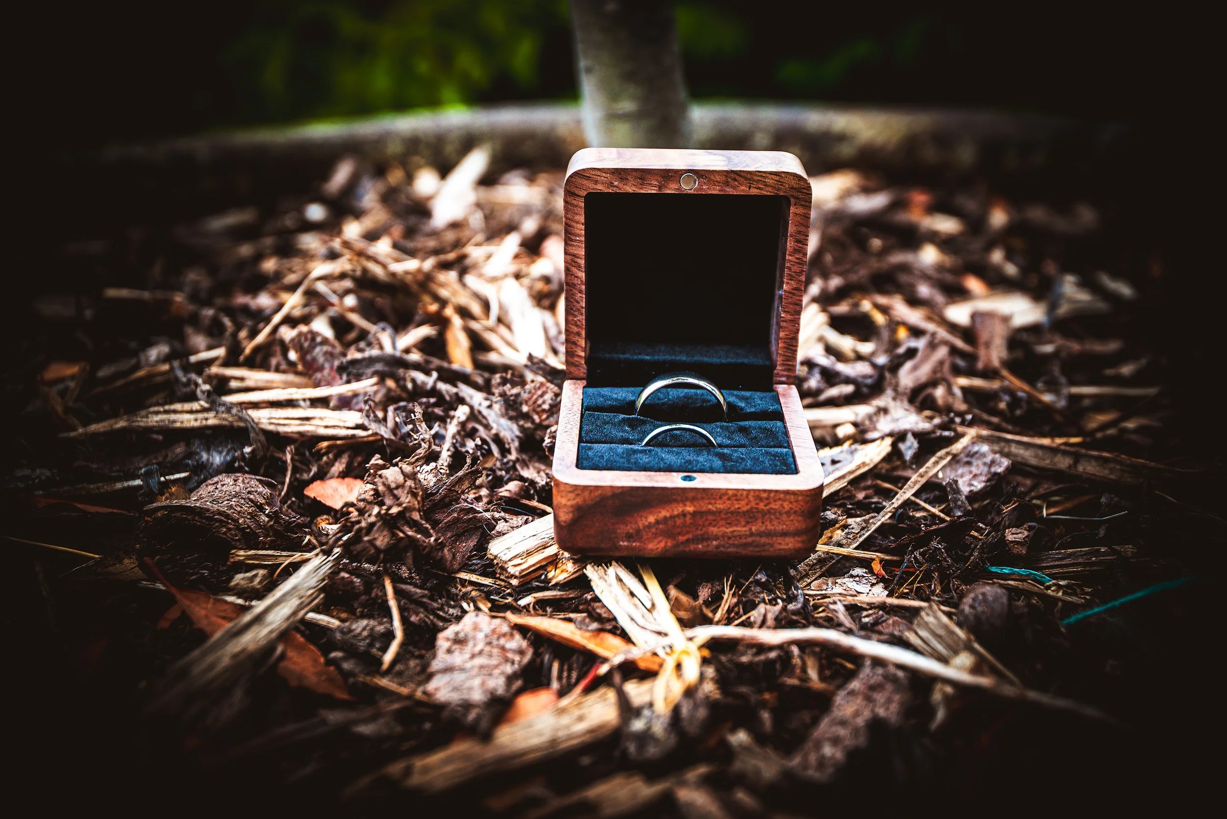 A pair of wedding rings in a wooden jewelry box on the ground with wood chips and a tree in the background.