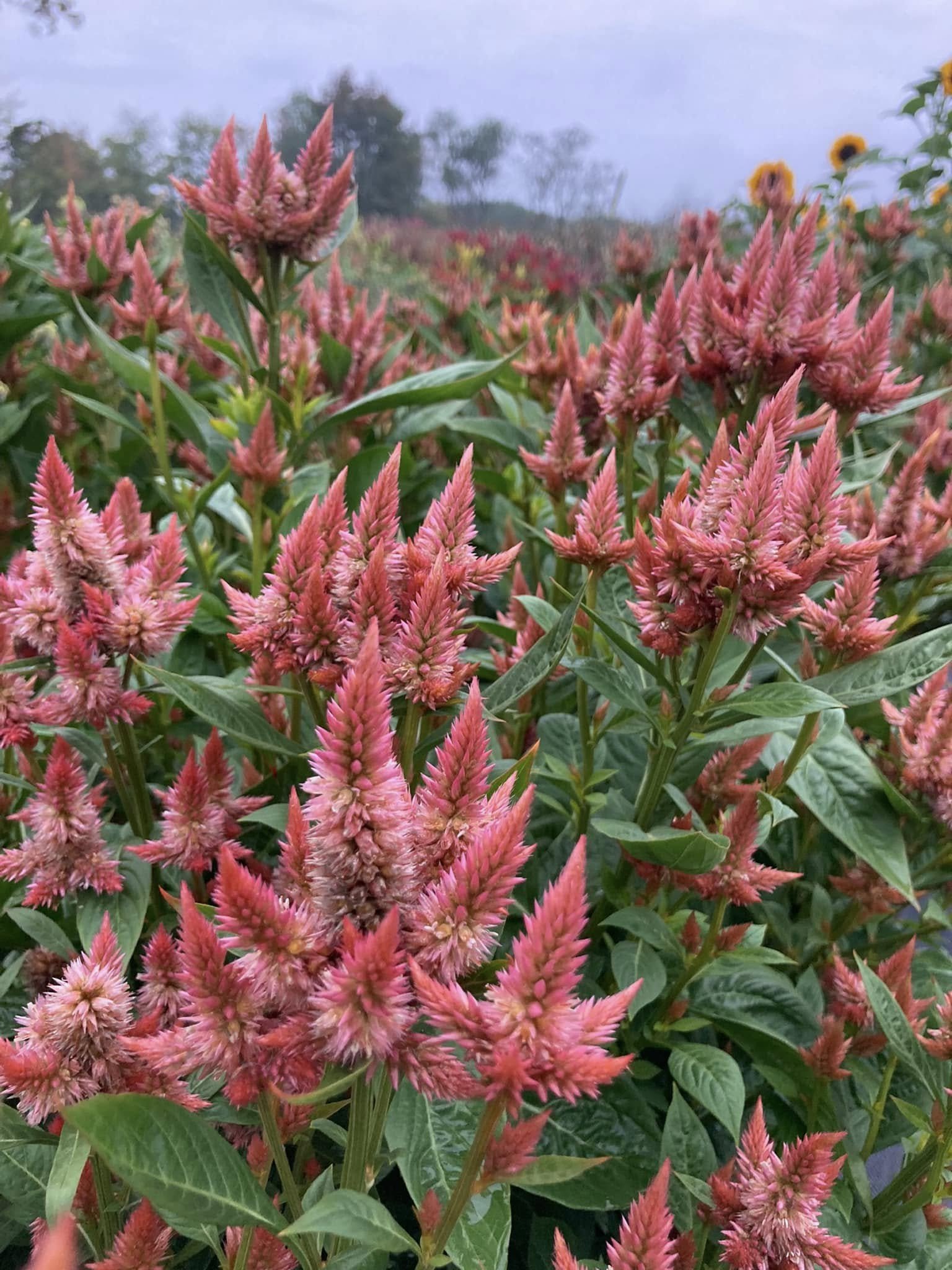 Celosia Celway at Country Joy Flowers u-pick farm in Central PA.