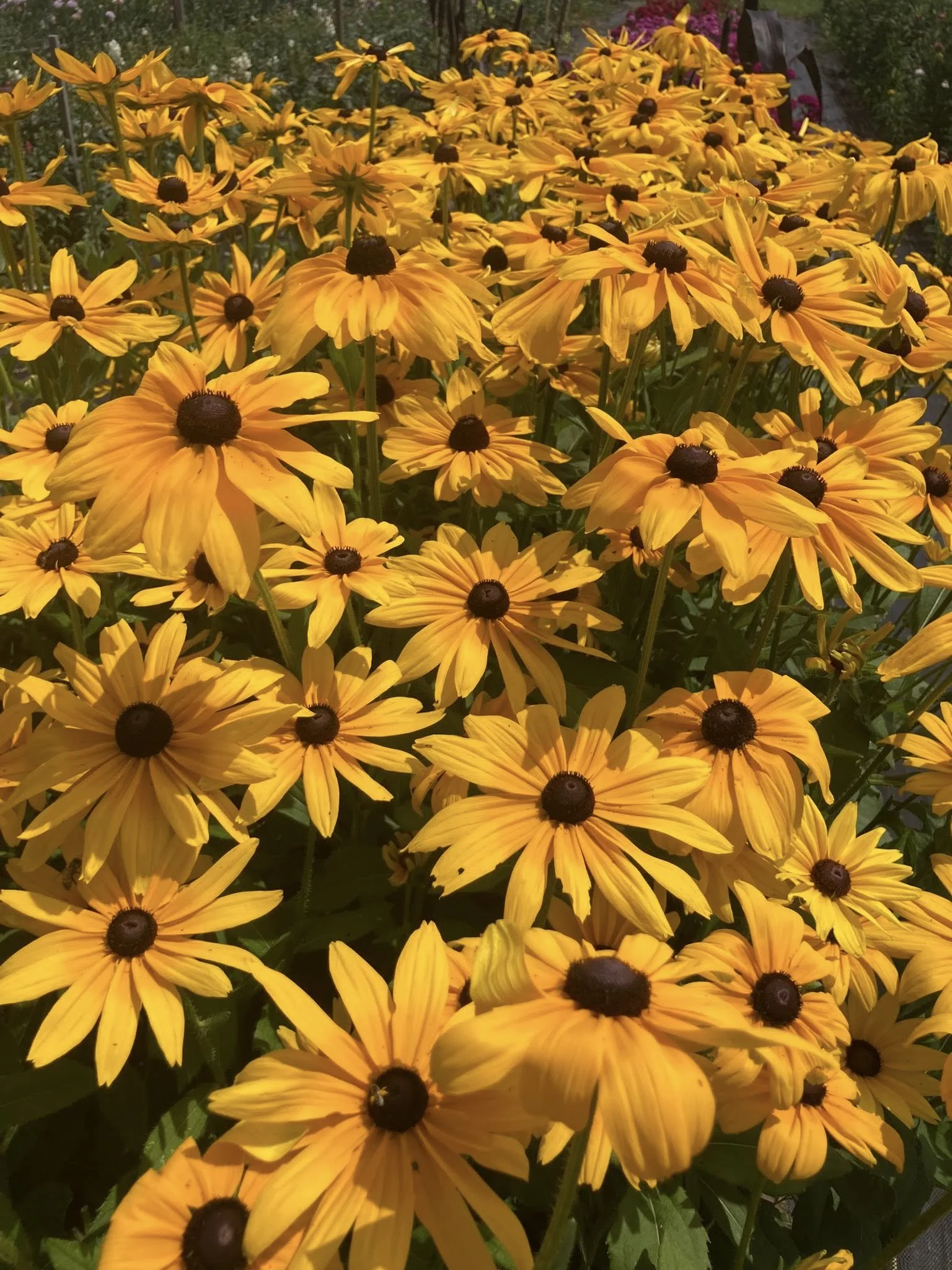 Rudbeckia at Country Joy Flowers u-pick farm in Central PA.