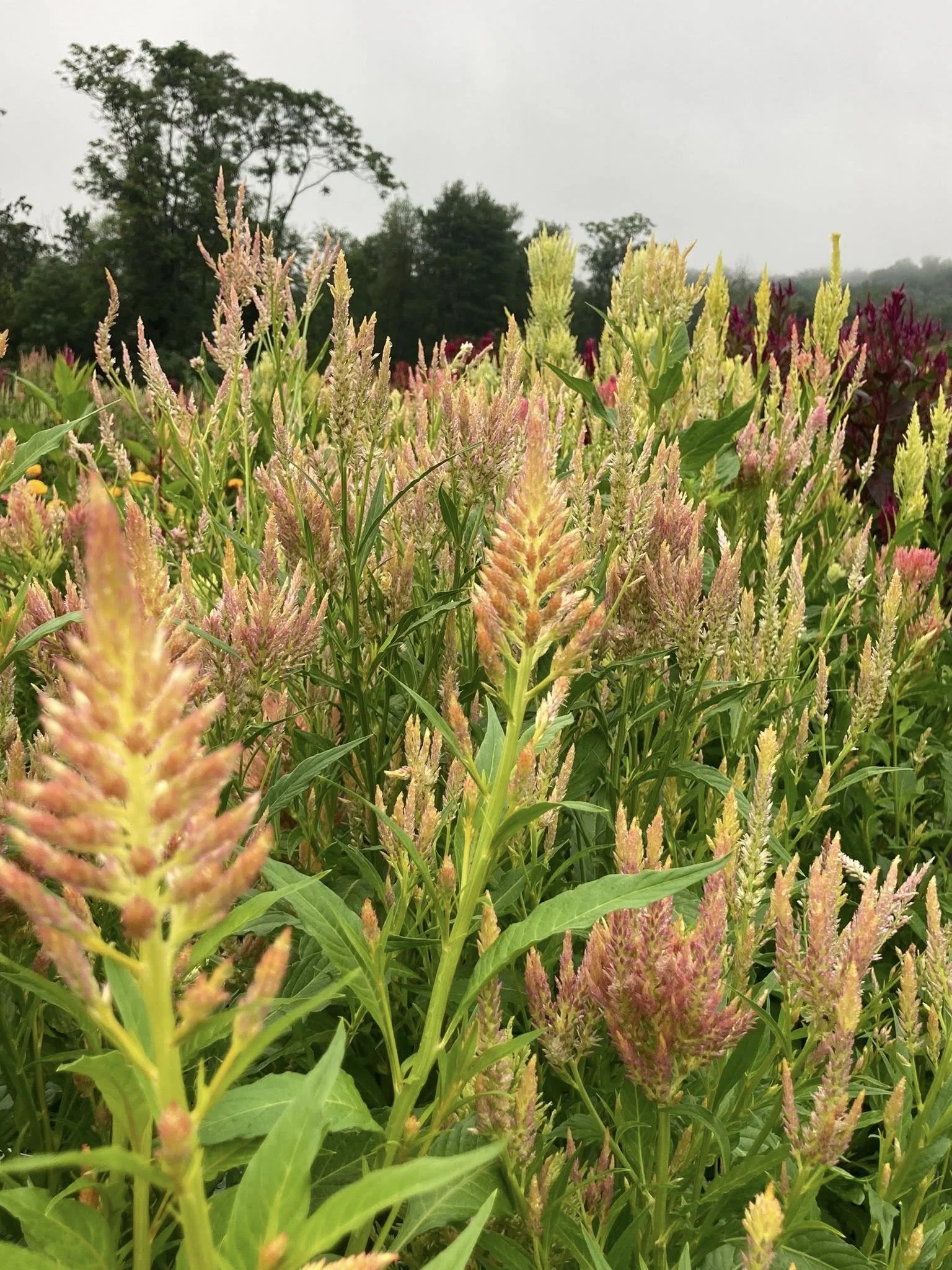 Shimmer Celosia at Country Joy Flowers u-pick farm in Central PA.