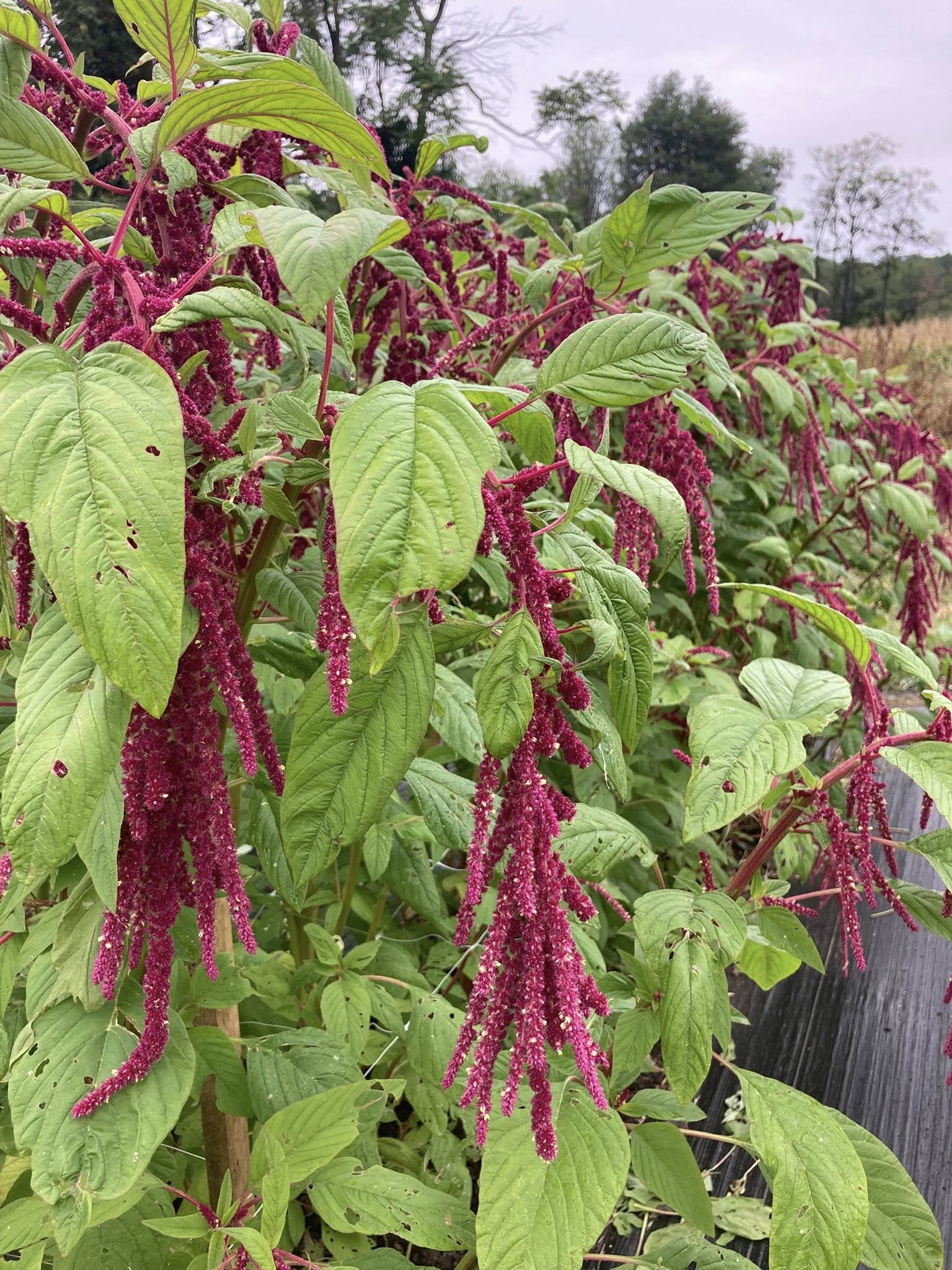 Amaranthus at Country Joy Flowers u-pick farm in Central PA.
