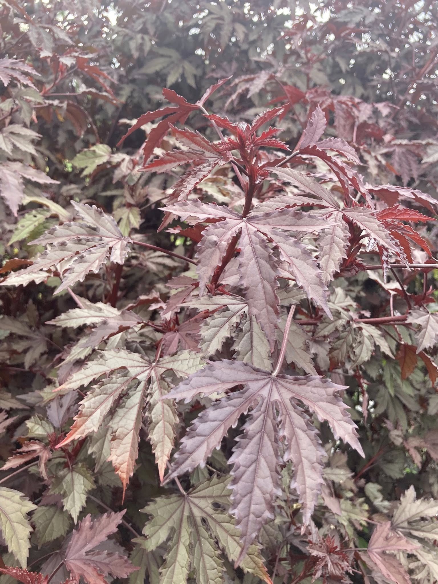 Hibiscus at Country Joy Flowers u-pick farm in Central PA.