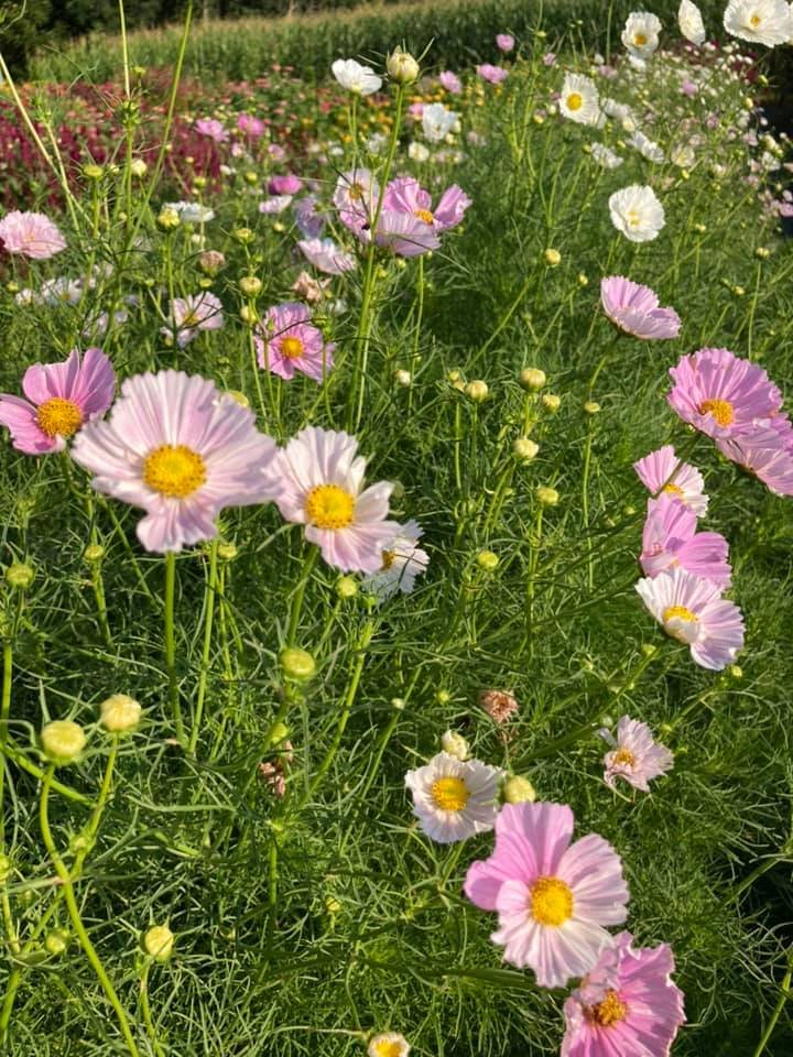 Cosmos at Country Joy Flowers u-pick farm in Central PA.