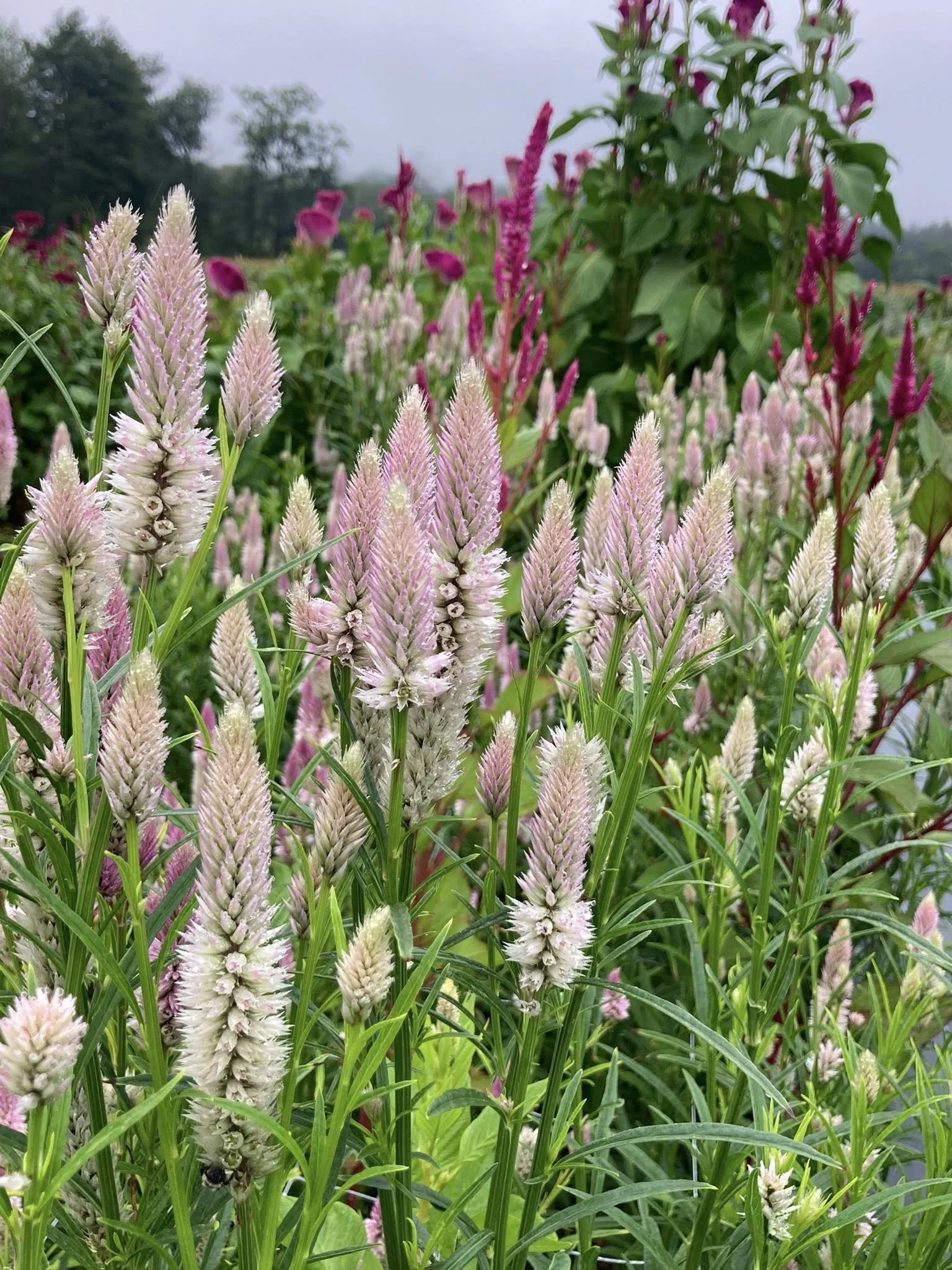 Celosia Pink Flamingo at Country Joy Flowers u-pick farm in Central PA.