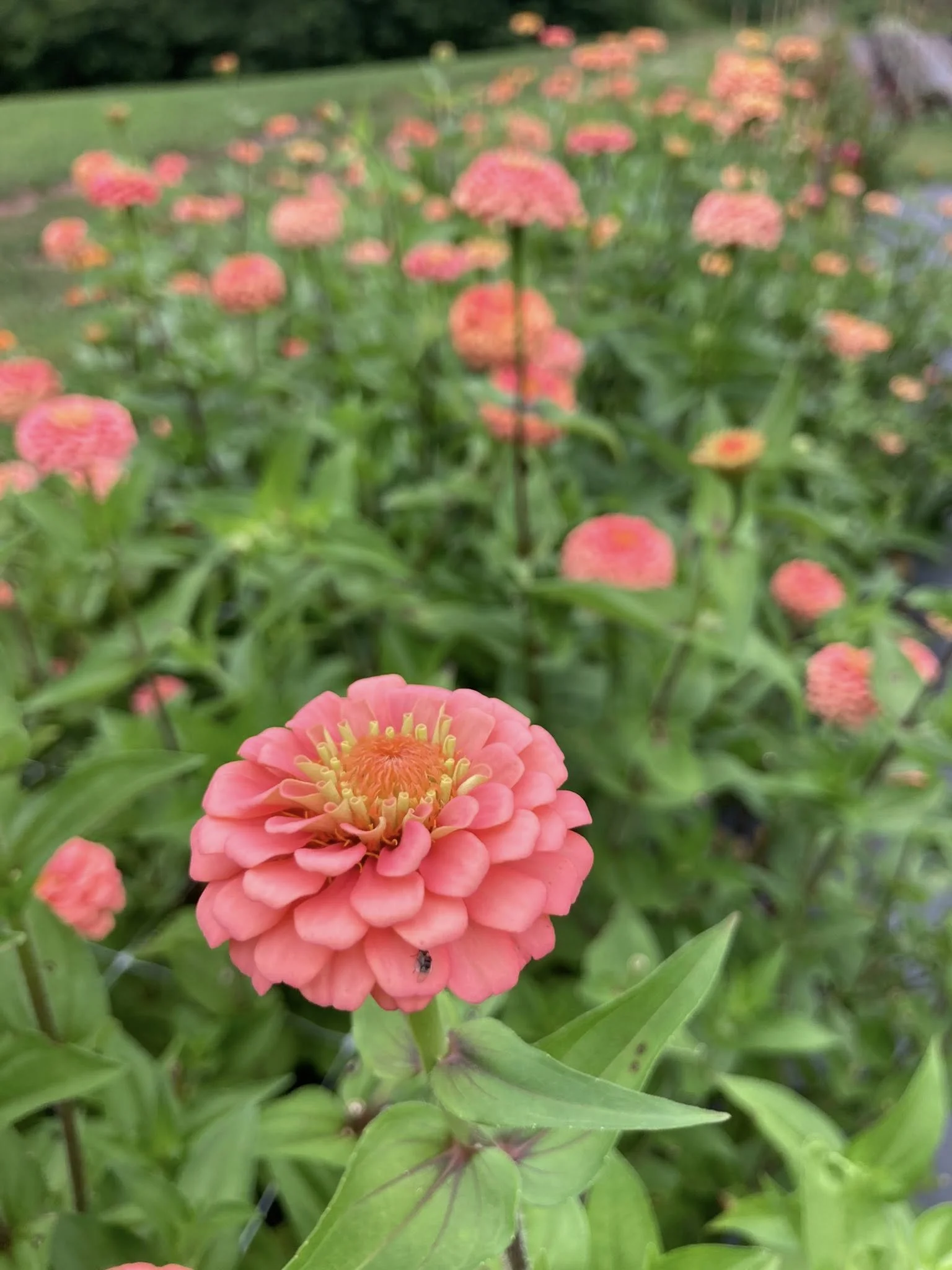Zinnias at Country Joy Flowers u-pick farm in Central PA.