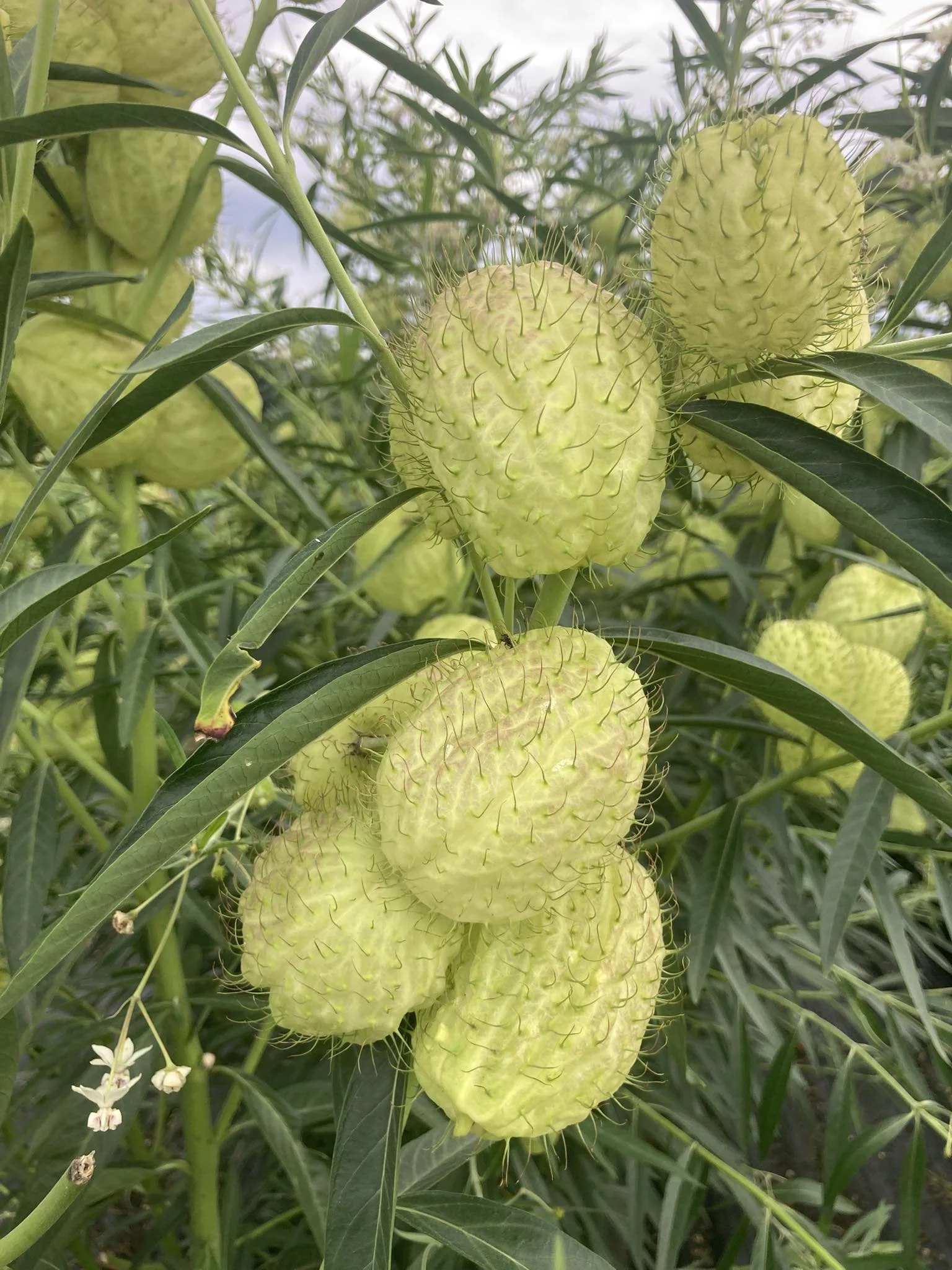 Hairy Balls at Country Joy Flowers u-pick farm in Central PA.