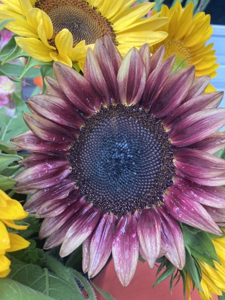 Plum Sunflowers at Country Joy Flowers u-pick farm in Central PA.