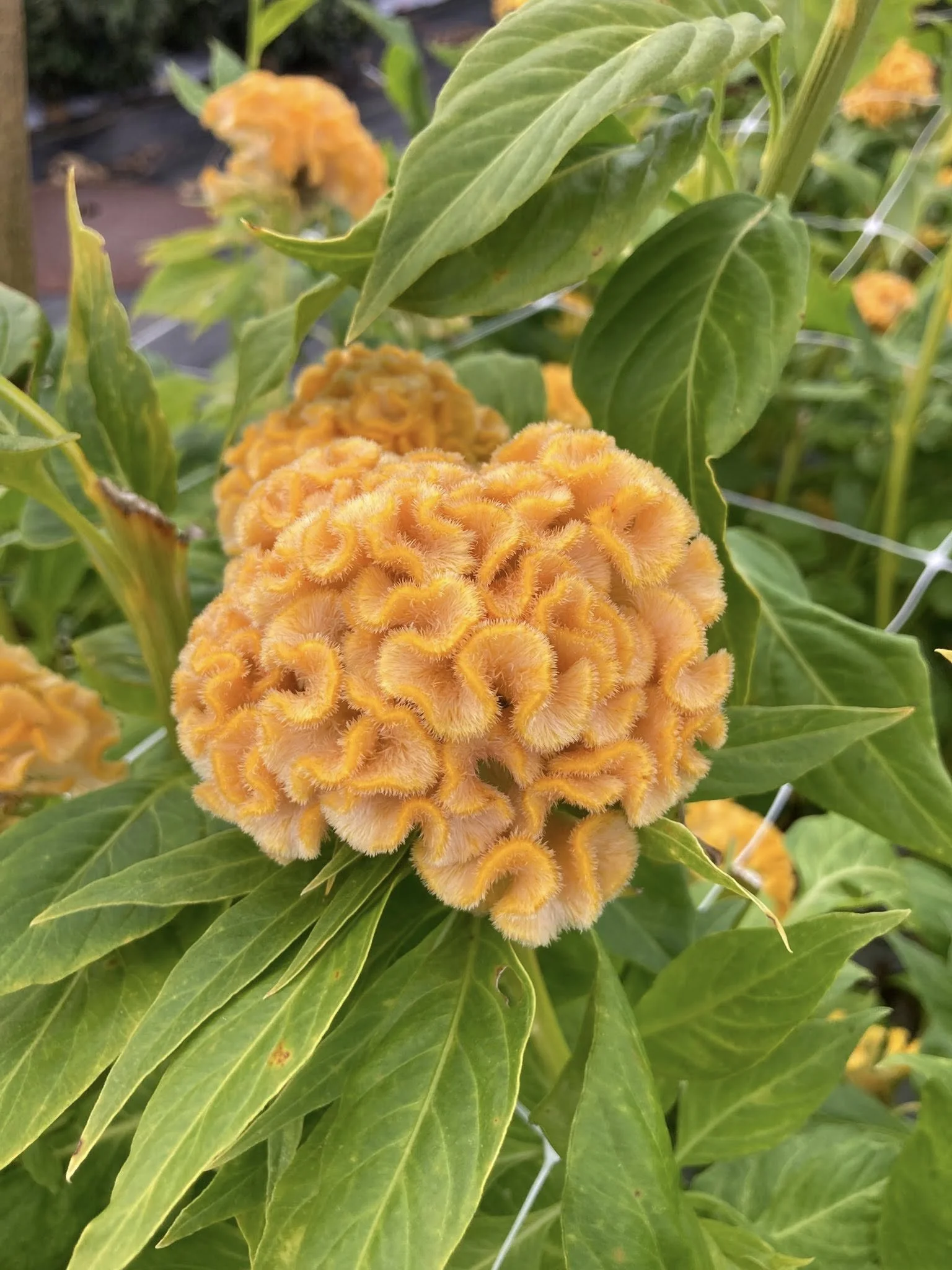 Celosia Chief Gold at Country Joy Flowers u-pick farm in Central PA.