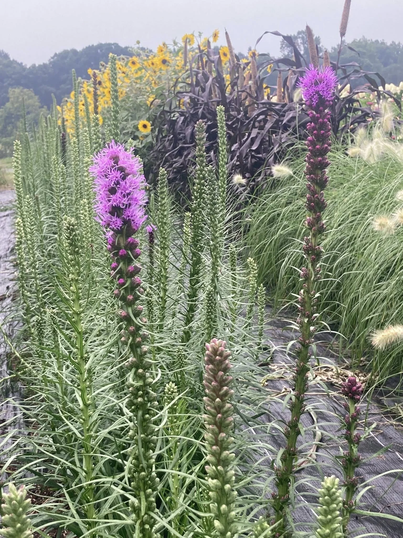 Liatris at Country Joy Flowers u-pick farm in Central PA.
