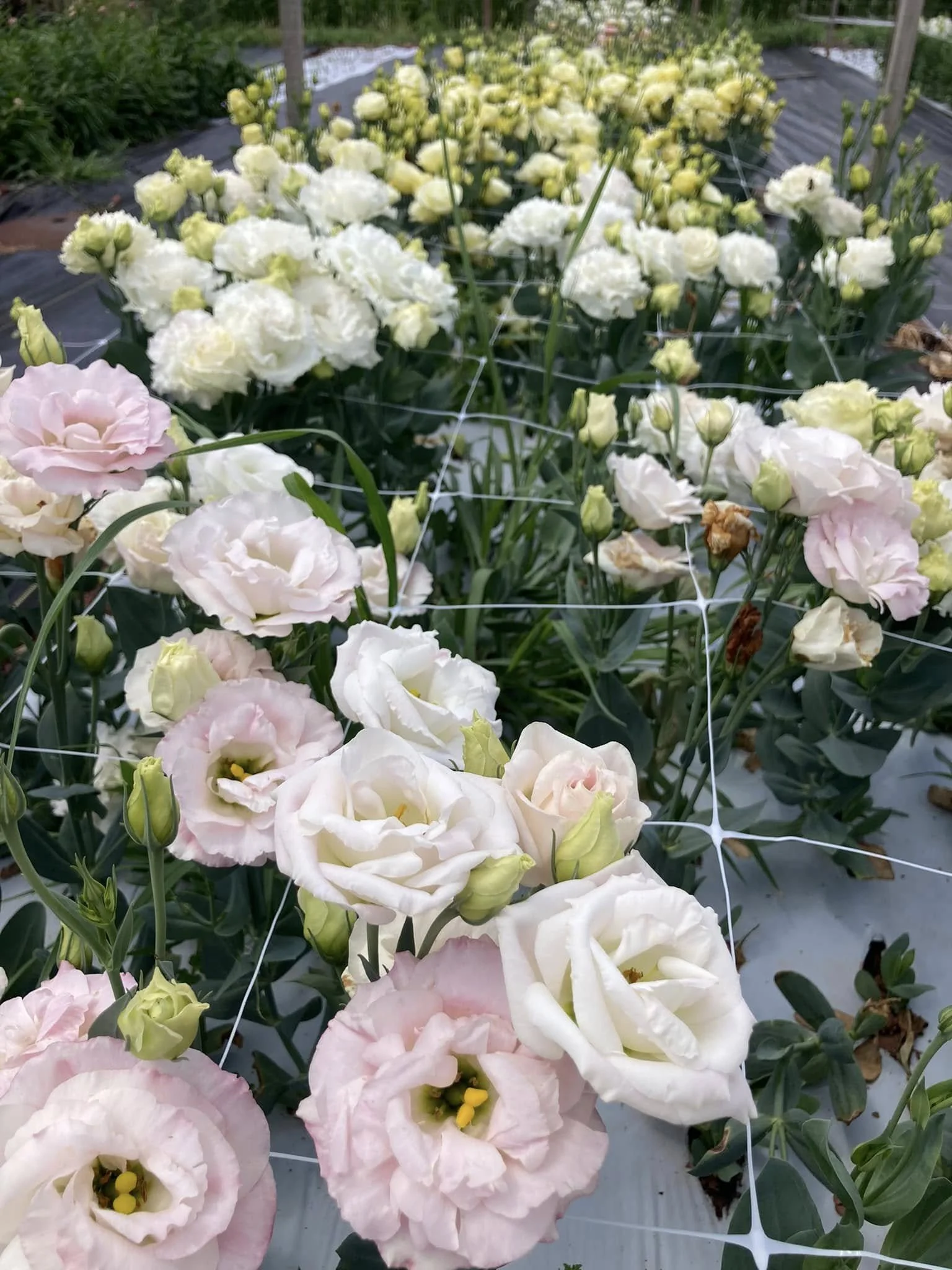 Lisianthus at Country Joy Flowers u-pick farm in Central PA.