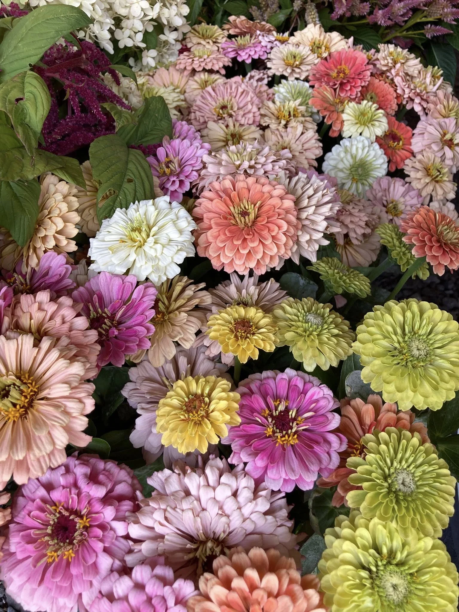 Zinnias Pastels at Country Joy Flowers u-pick farm in Central PA.