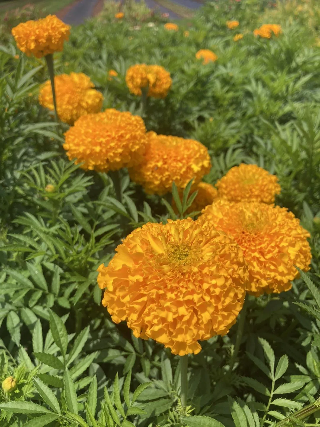 Gold Marigold at Country Joy Flowers u-pick farm in Central PA.