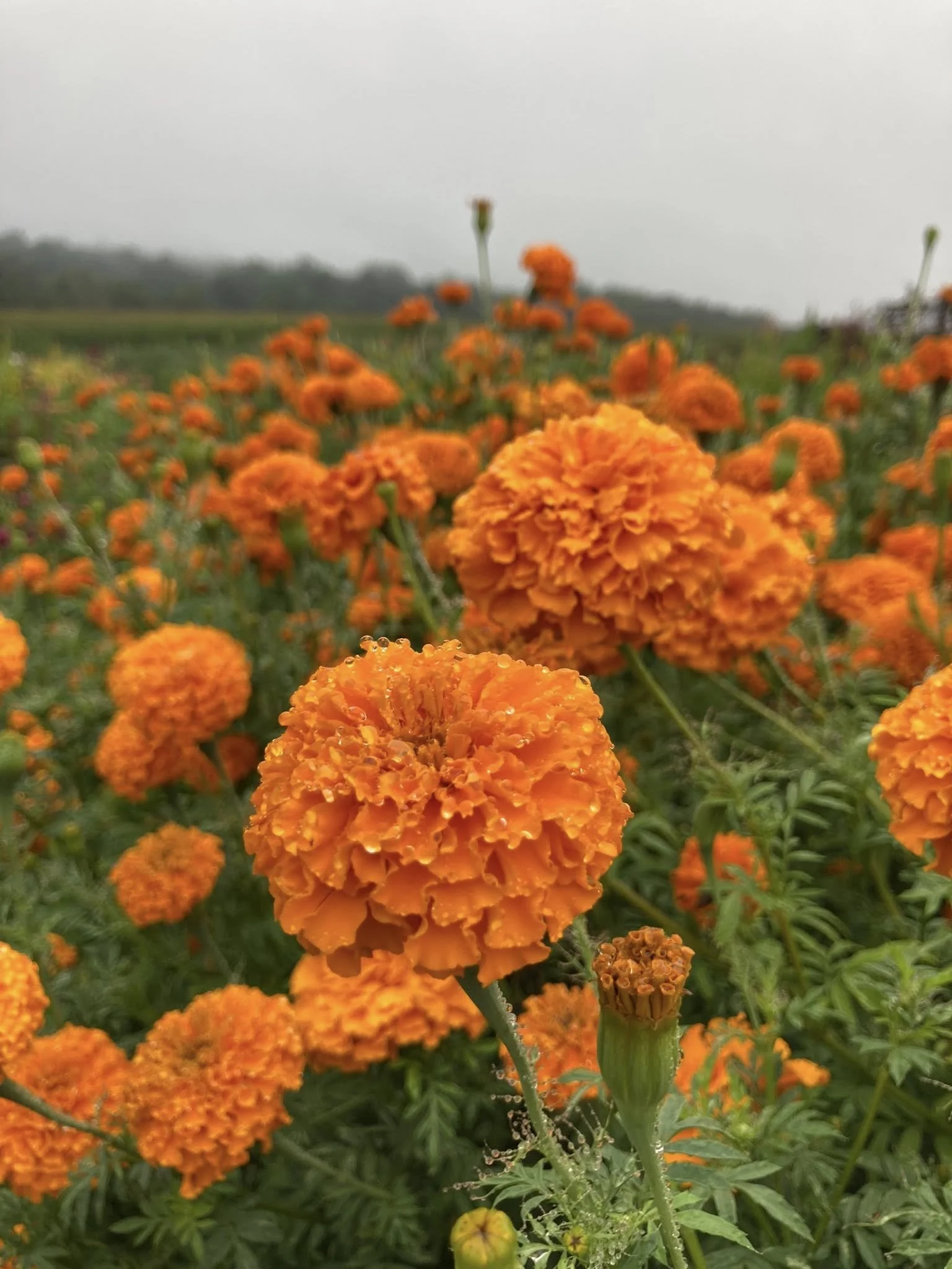 Orange Marigold at Country Joy Flowers u-pick farm in Central PA.