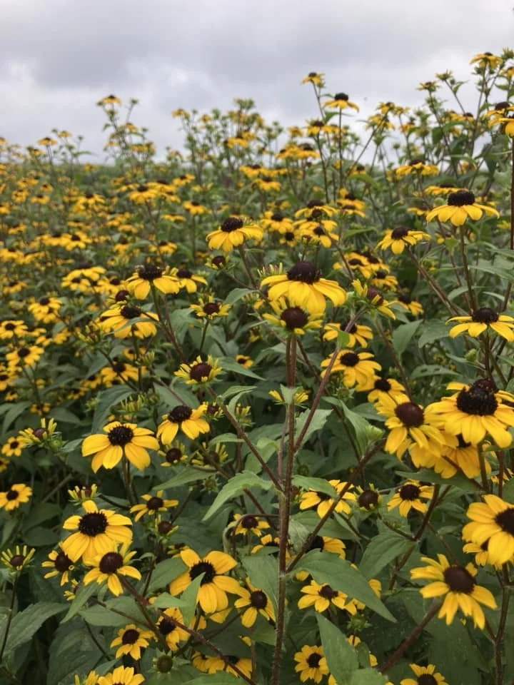 Rudbeckia at Country Joy Flowers u-pick farm in Central PA.
