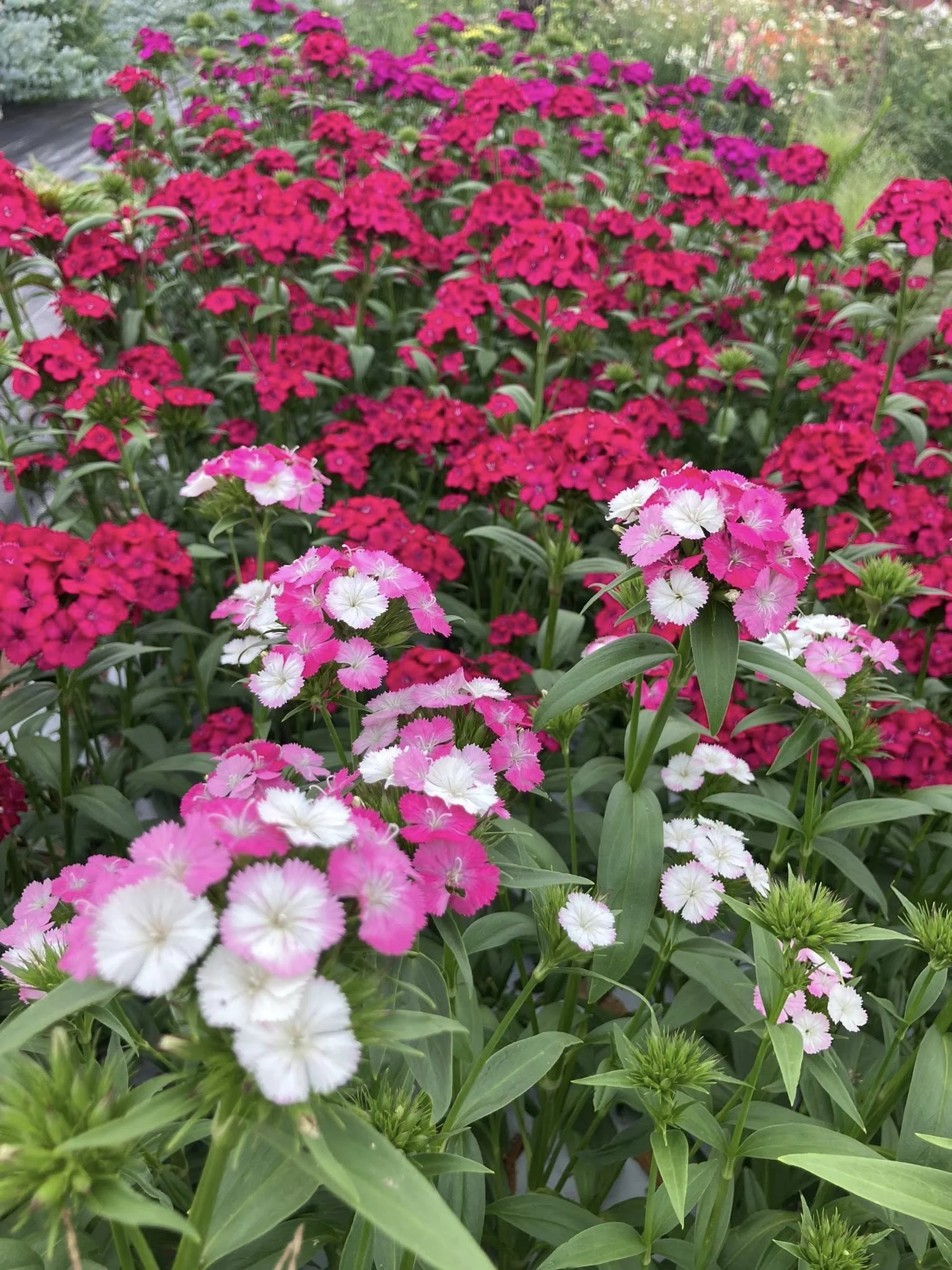 Dianthus at Country Joy Flowers u-pick farm in Central PA.