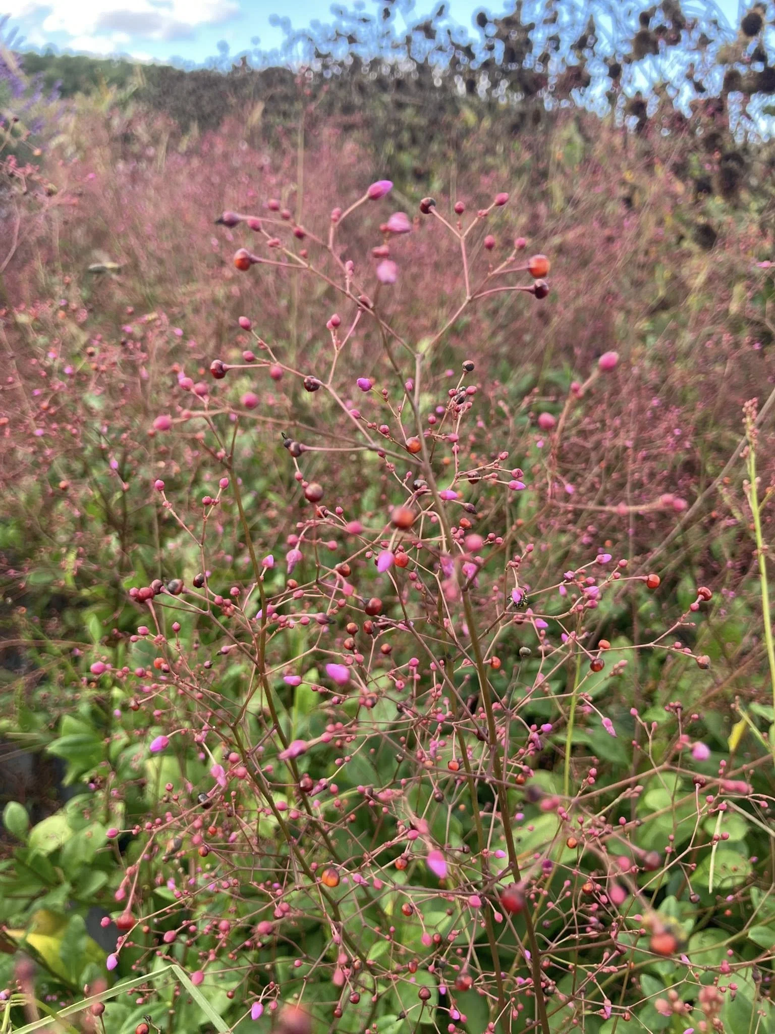 Jewels of Opar at Country Joy Flowers u-pick farm in Central PA.