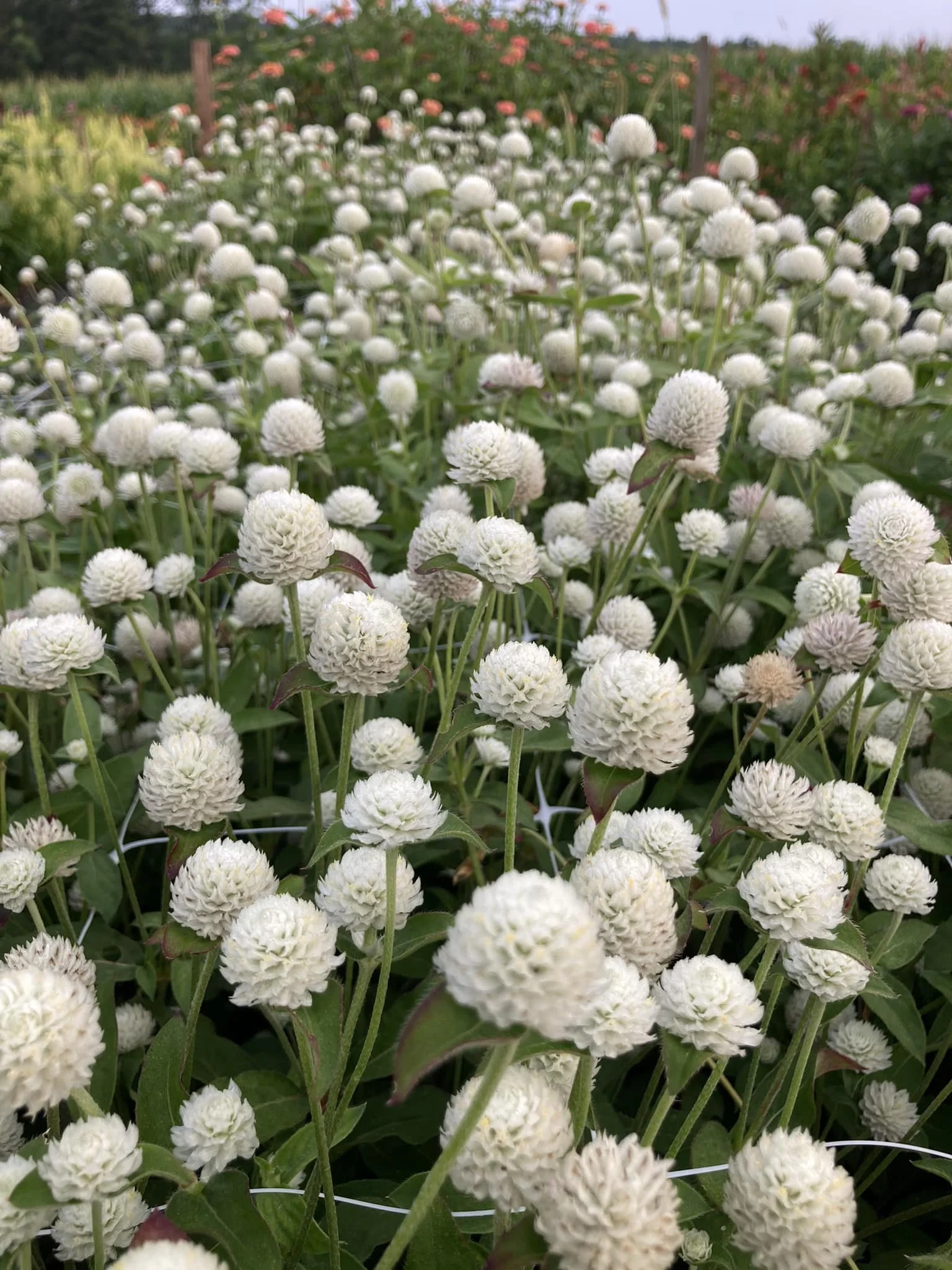 White Gomphrena at Country Joy Flowers u-pick farm in Central PA.