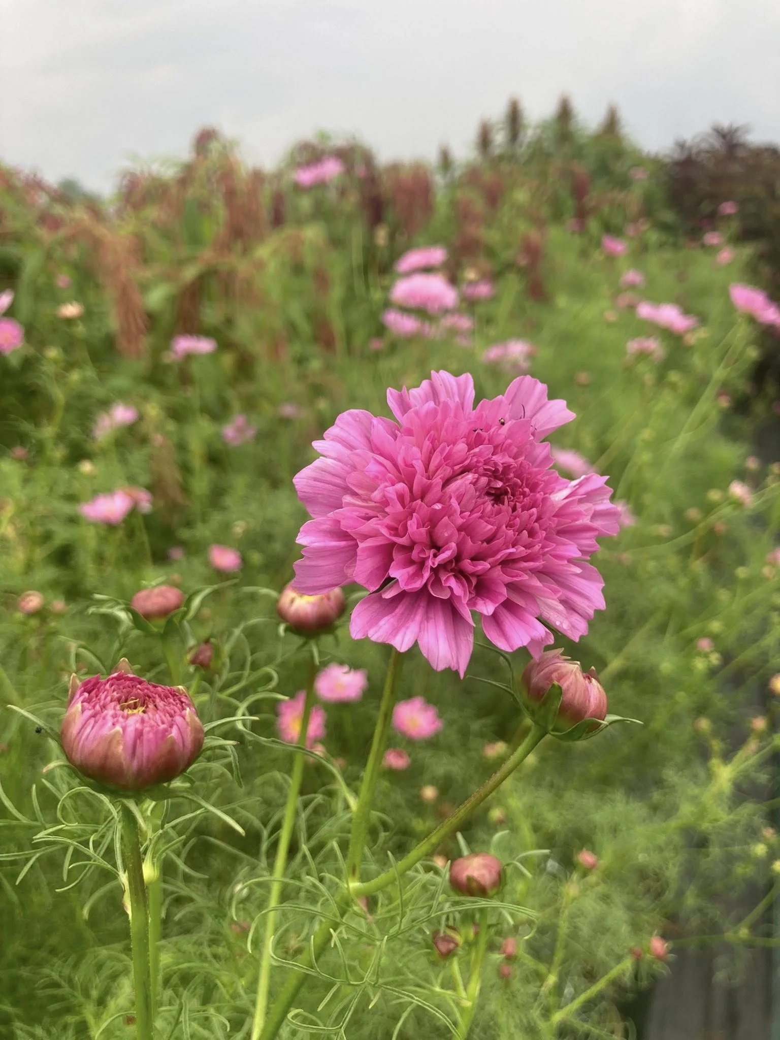 Double Click Cosmos at Country Joy Flowers u-pick farm in Central PA.