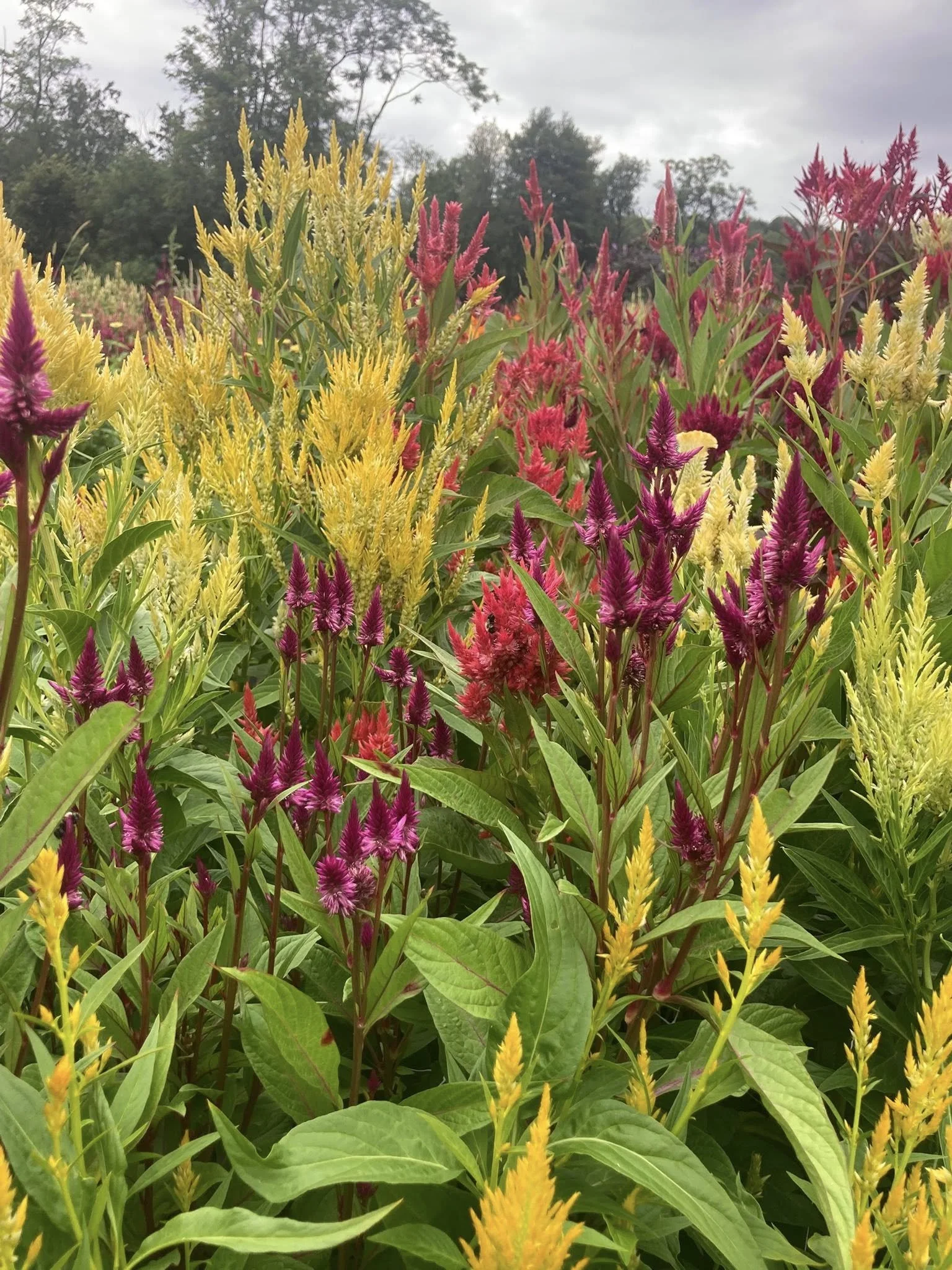 Celosia at Country Joy Flowers u-pick farm in Central PA.