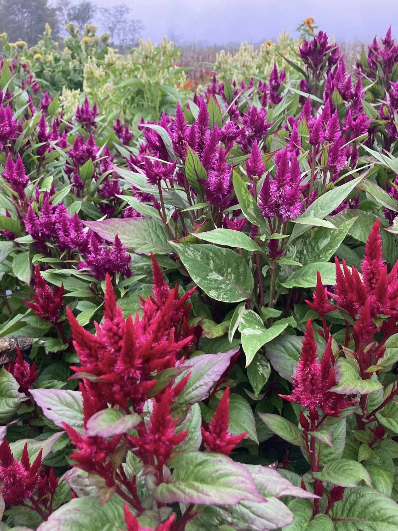 Celosia Celway at Country Joy Flowers u-pick farm in Central PA.