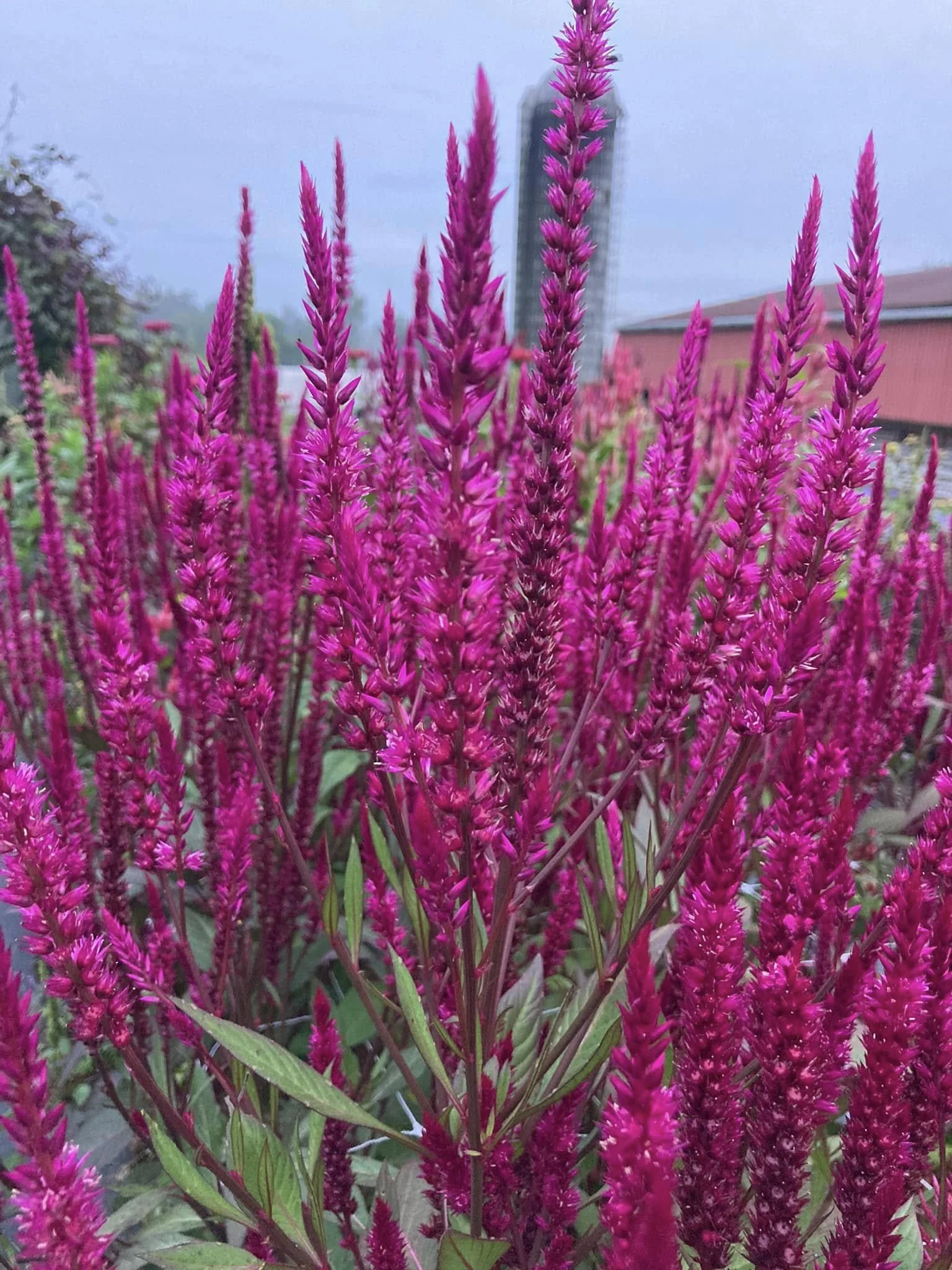Celosia HiZ at Country Joy Flowers u-pick farm in Central PA.