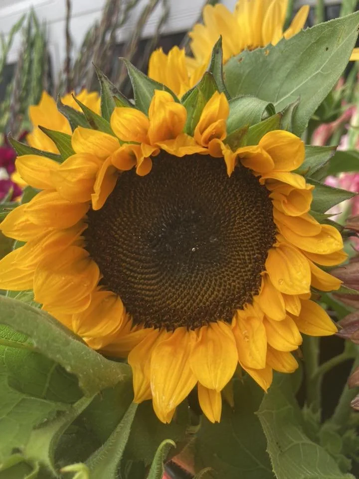 Sunflowers at Country Joy Flowers u-pick farm in Central PA.