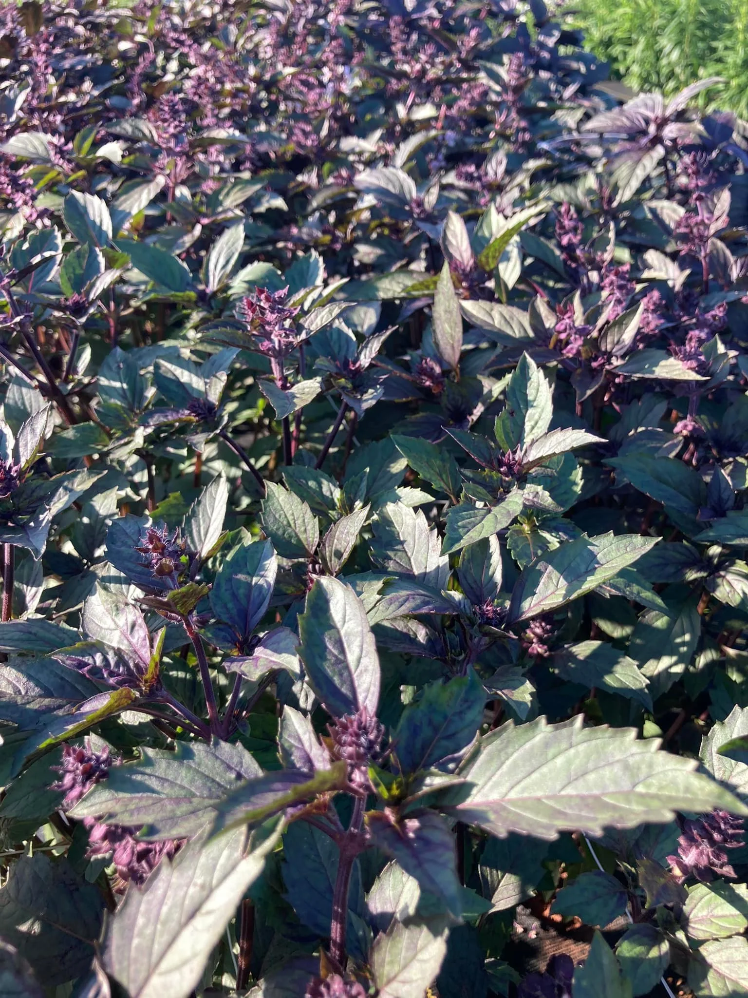 Basil Arametto at Country Joy Flowers u-pick farm in Central PA.