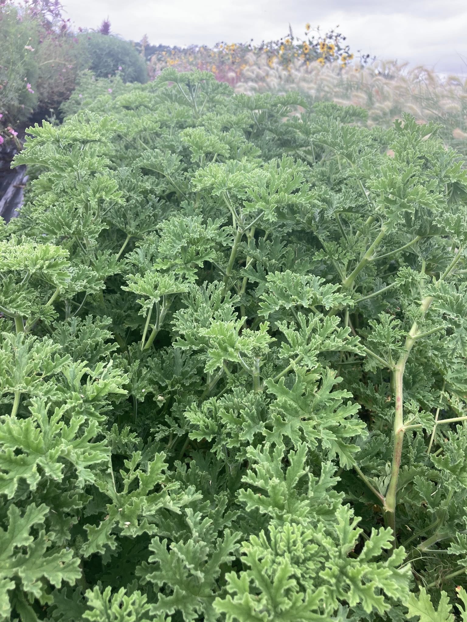 Scented Geraniums at Country Joy Flowers u-pick farm in Central PA.