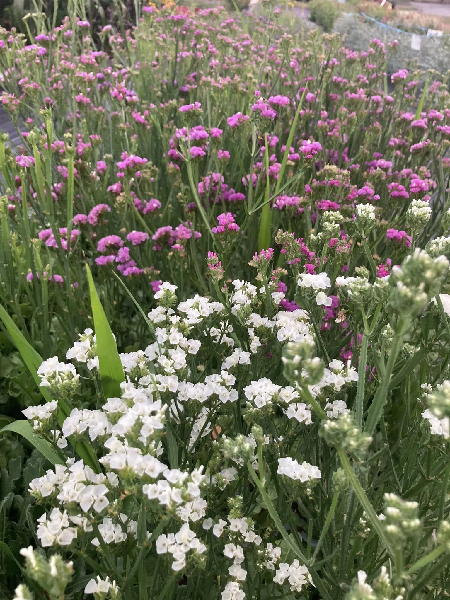 White and pink statice at Country Joy Flowers u-pick farm in Central PA.