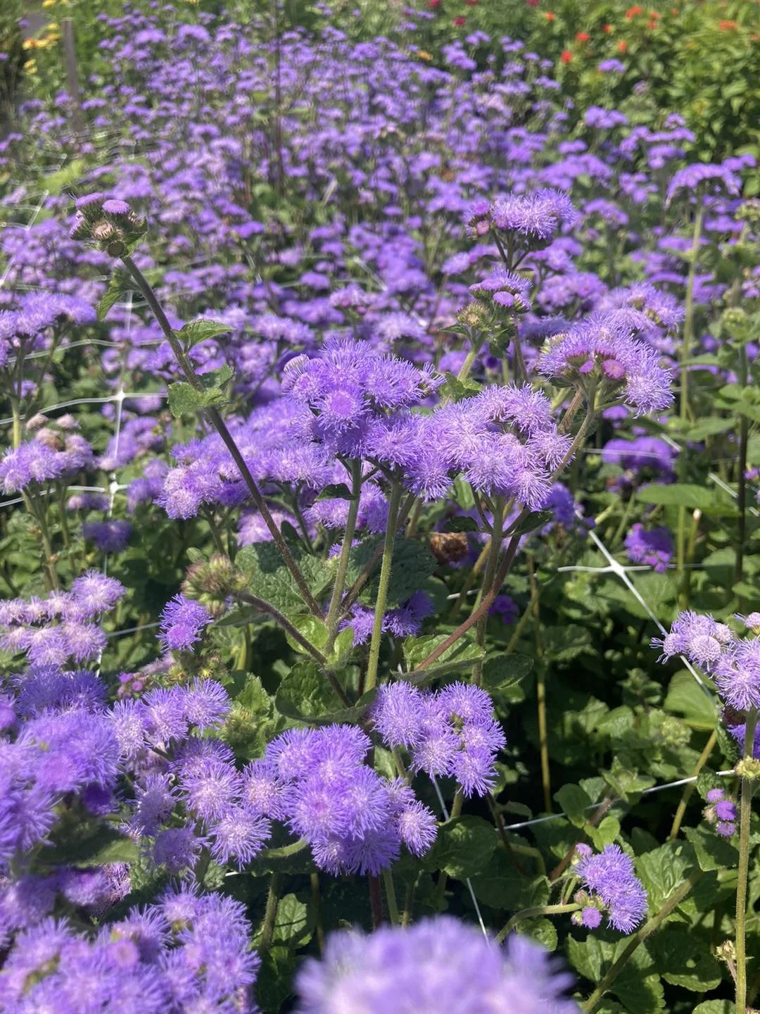 Ageratums at Country Joy Flowers u-pick farm in Central PA.