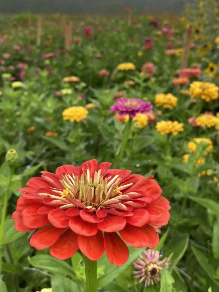 Zinnia at Country Joy Flowers u-pick farm in Central PA.
