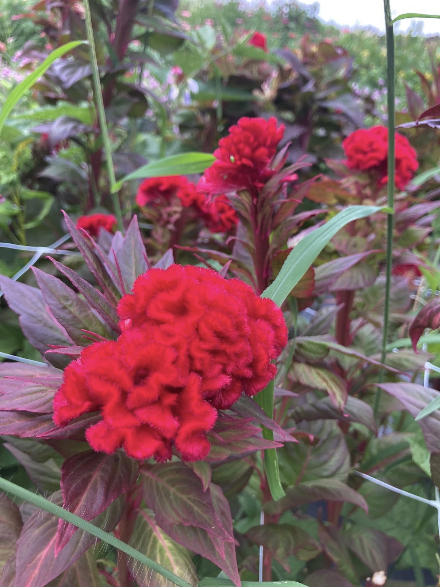 Celosia Chief at Country Joy Flowers u-pick farm in Central PA.