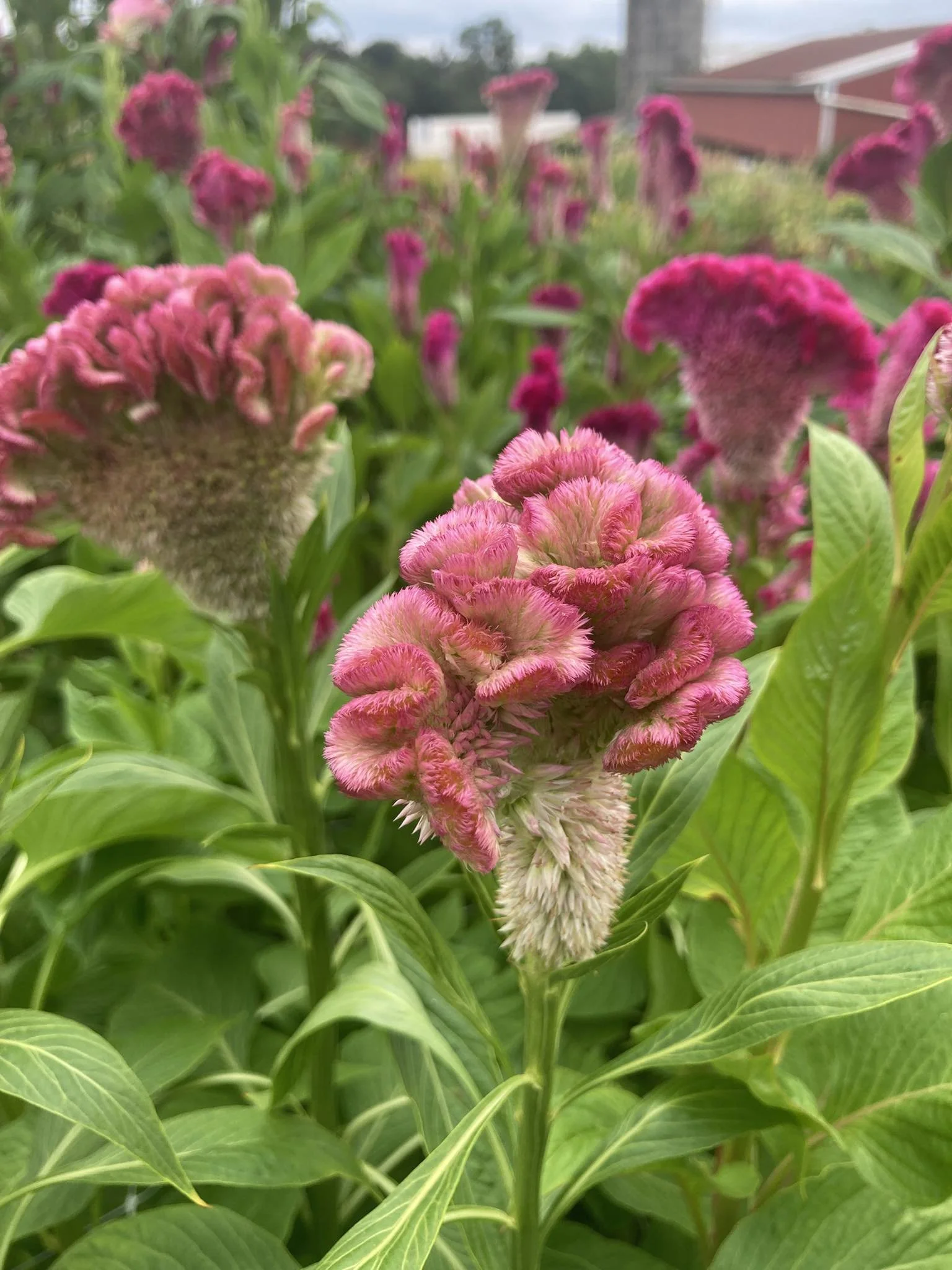 Celosia Pink Fan at Country Joy Flowers u-pick farm in Central PA.