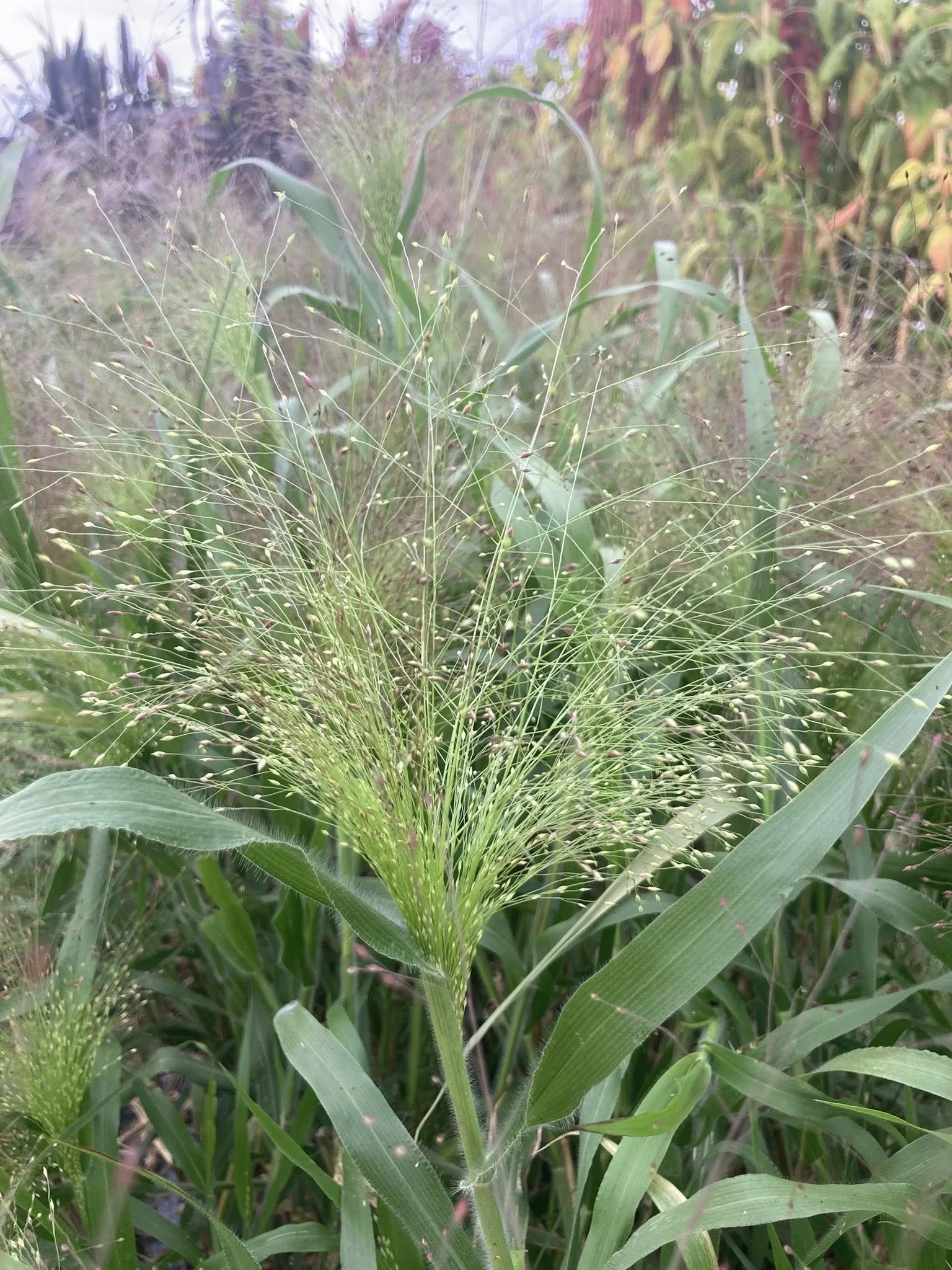 Frosted Explosion Grass at Country Joy Flowers u-pick farm in Central PA.