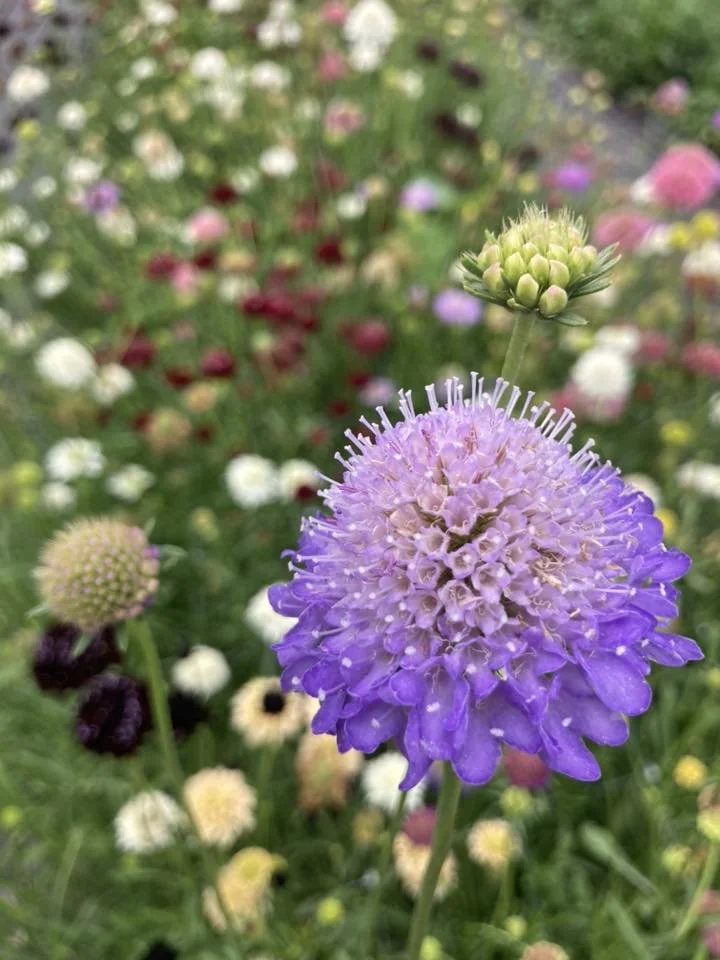 Scabiosa at Country Joy Flowers u-pick farm in Central PA.