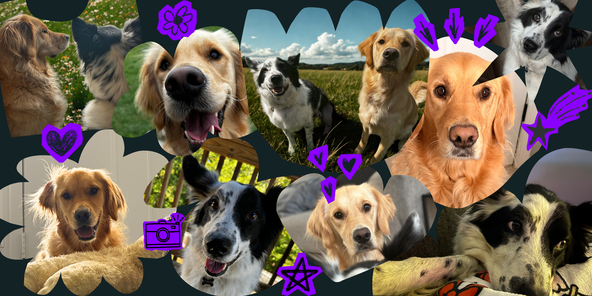 Collage of various dogs in different settings, with purple doodles of hearts, stars, a camera, and flowers overlaid.