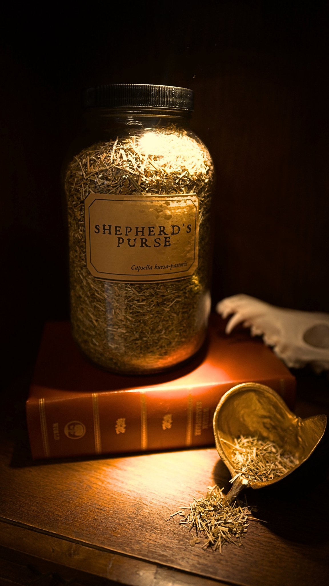 Shepard's Purse