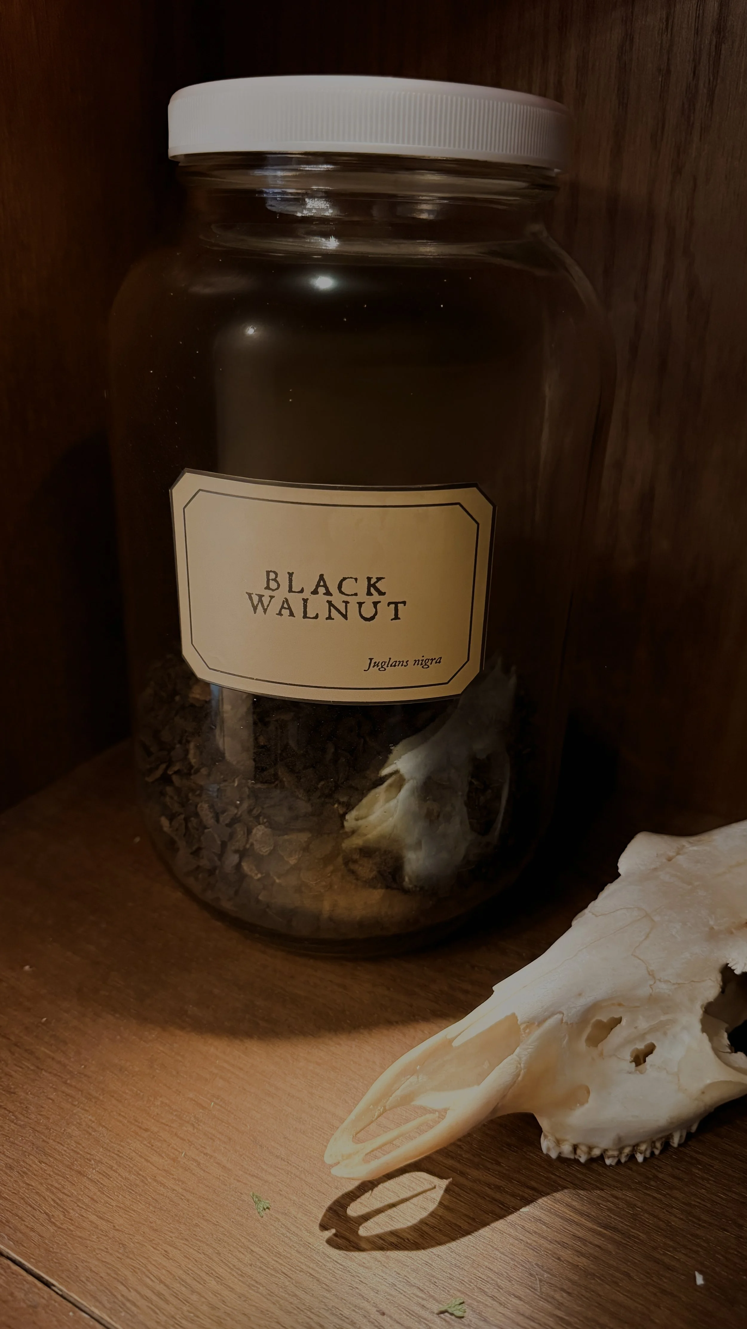 Black Walnut Hull