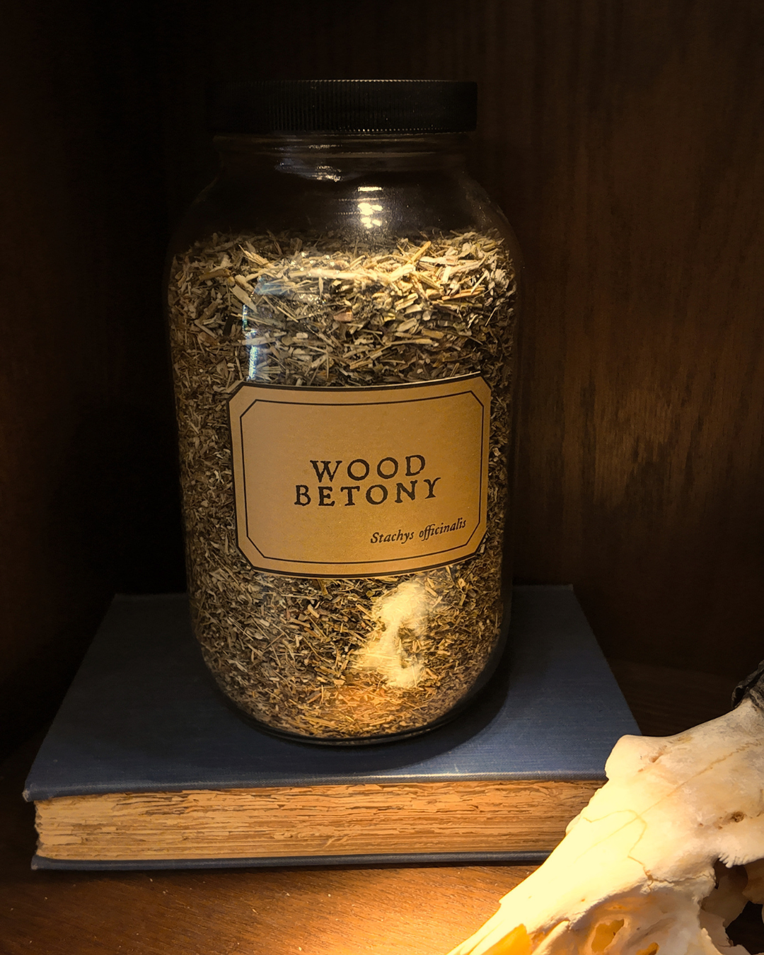 Wood Betony