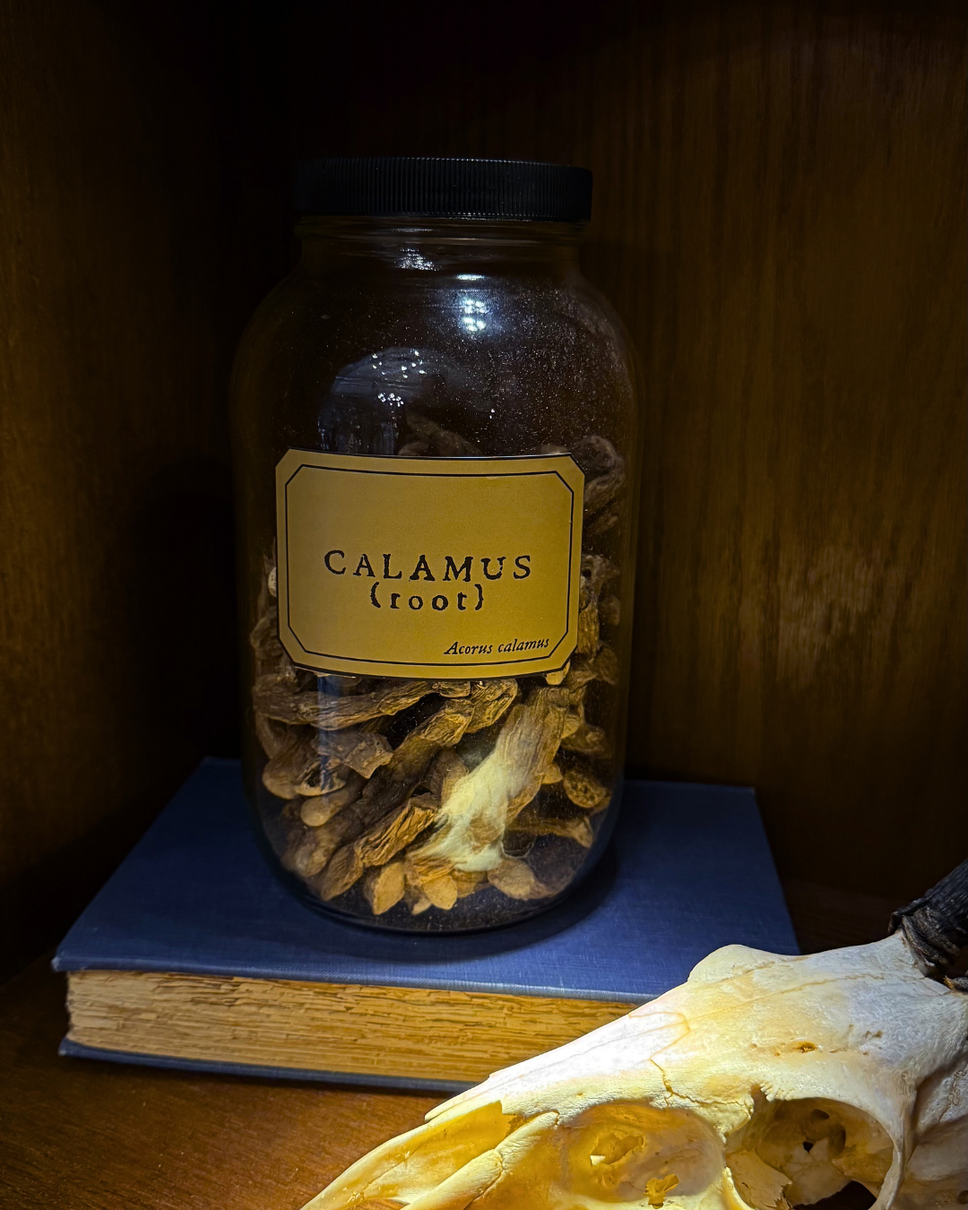 Calamus Root