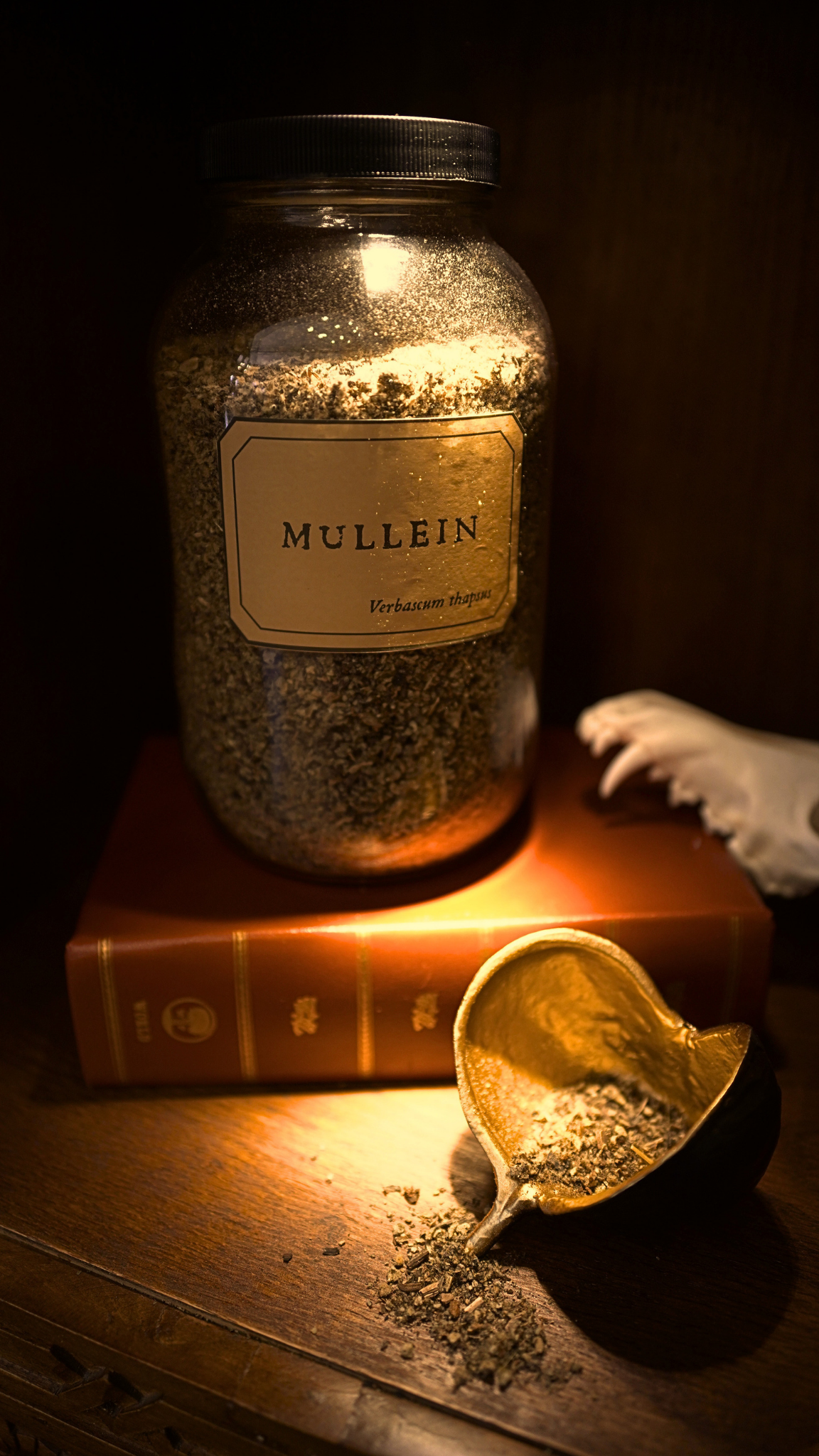 Mullein