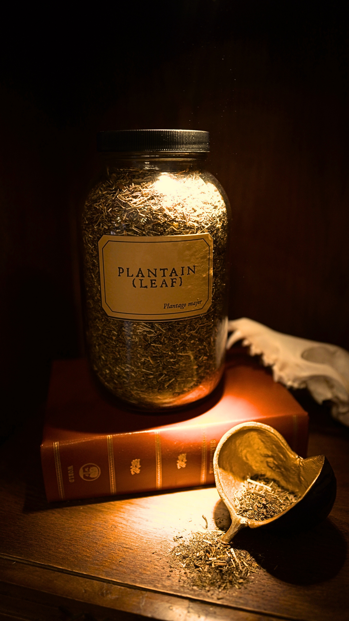 Plantain Leaf