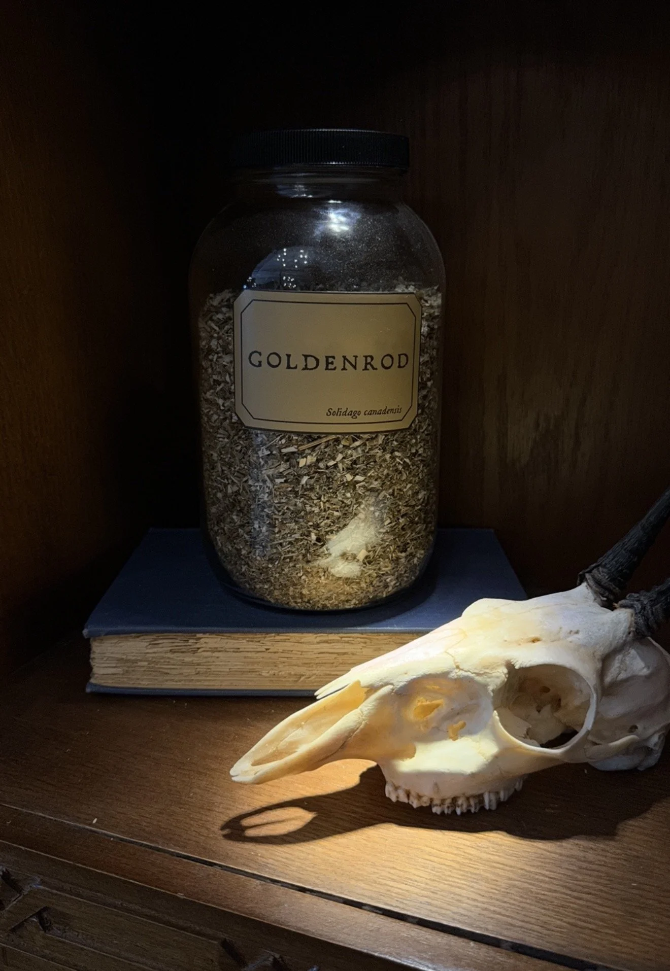 Goldenrod