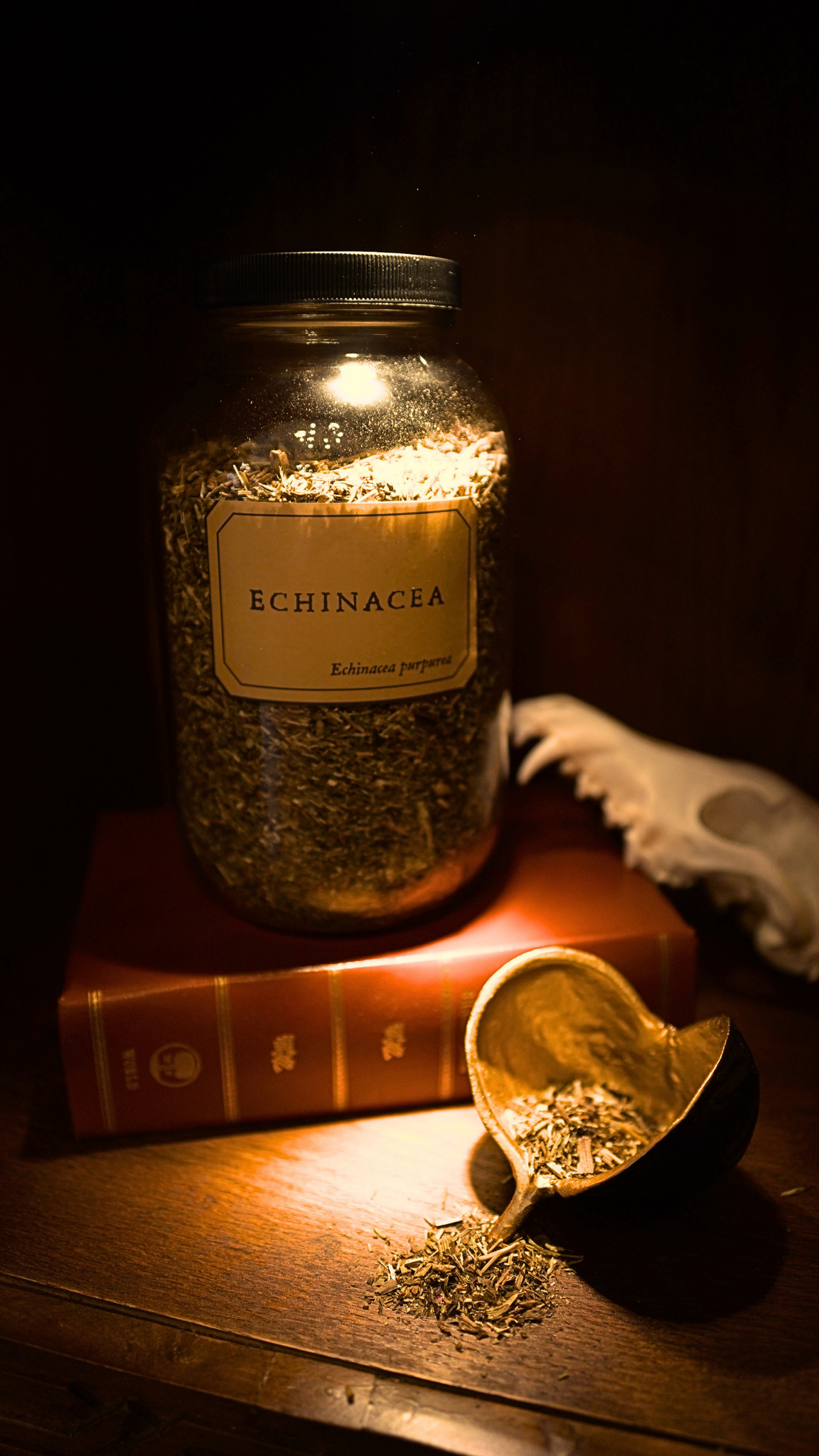 Echinacea