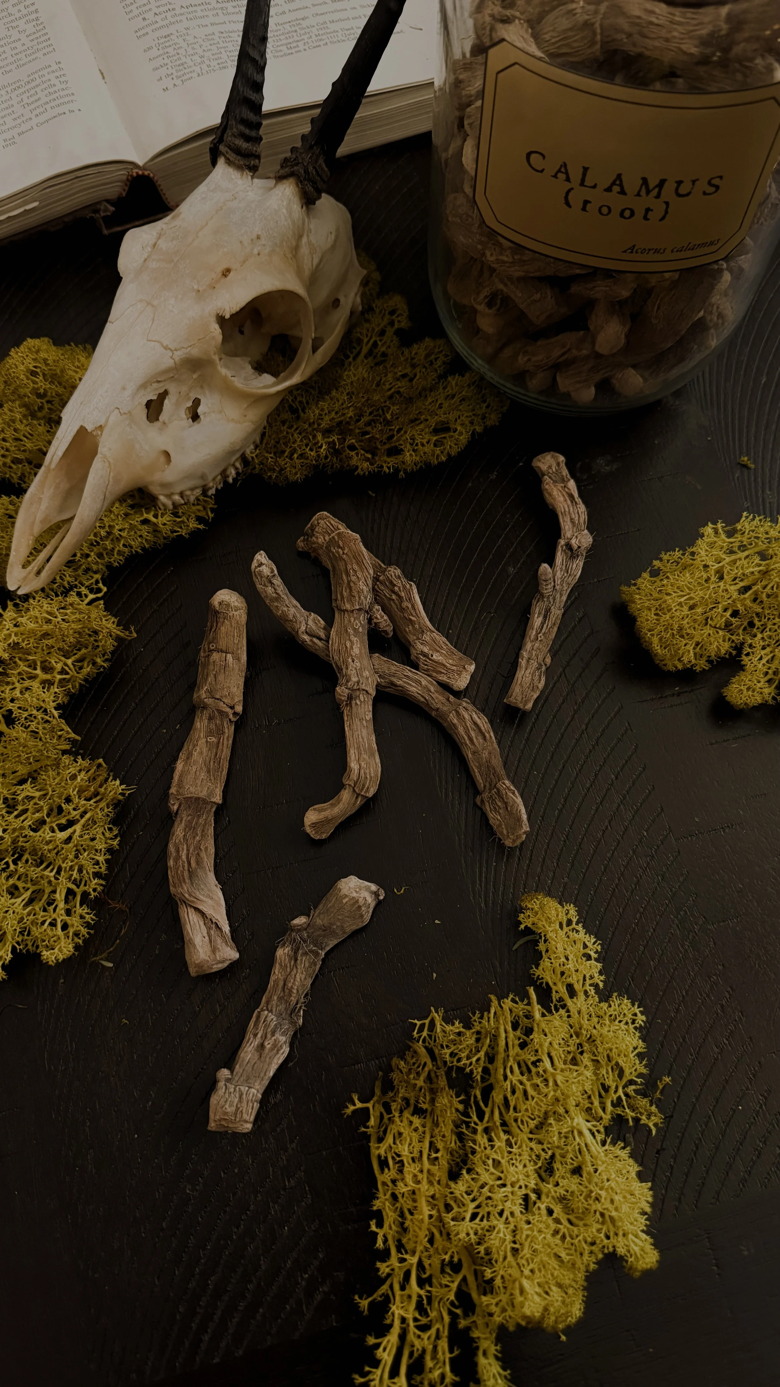 Calamus Root Pieces