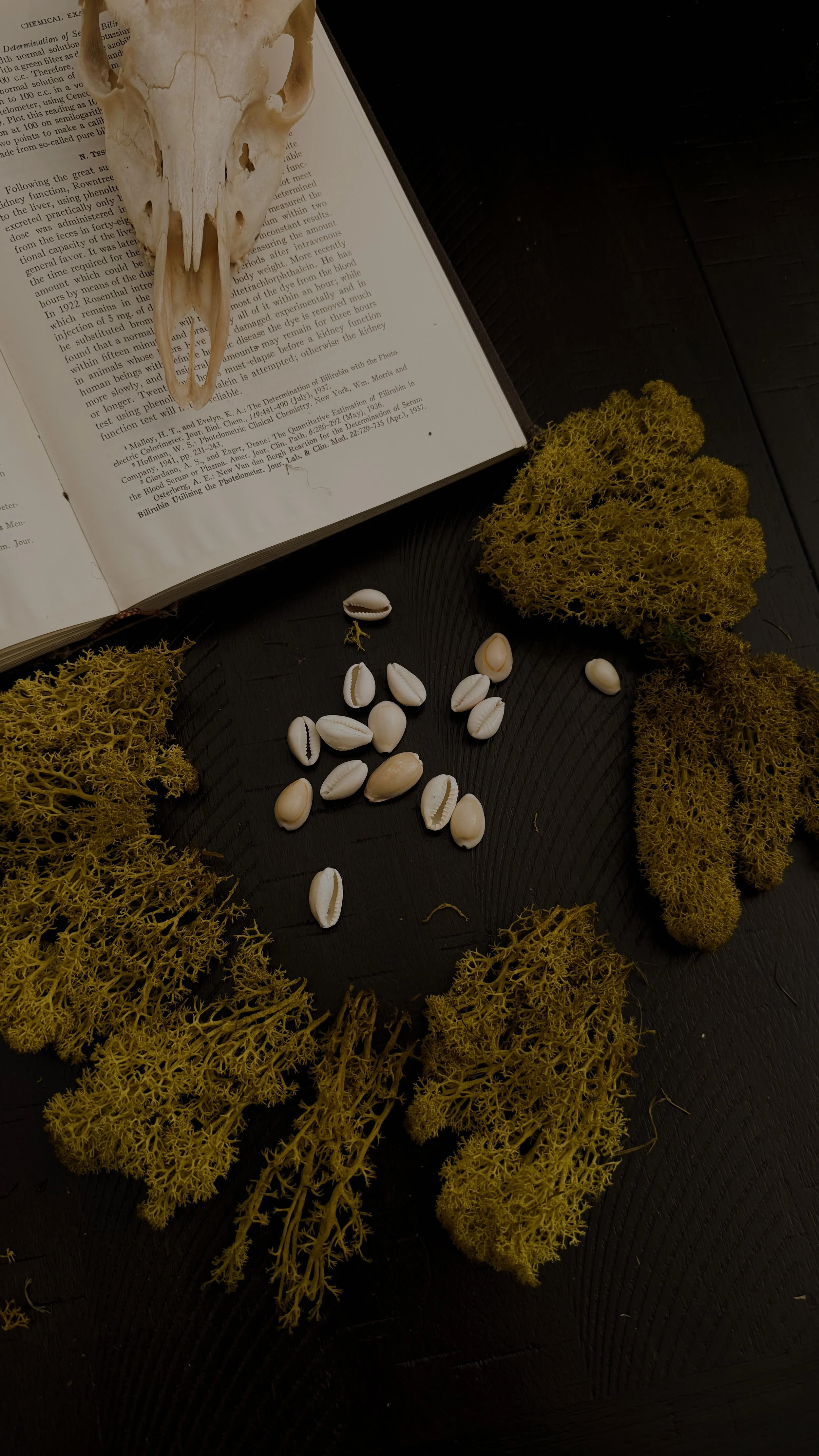 Cowrie Shells