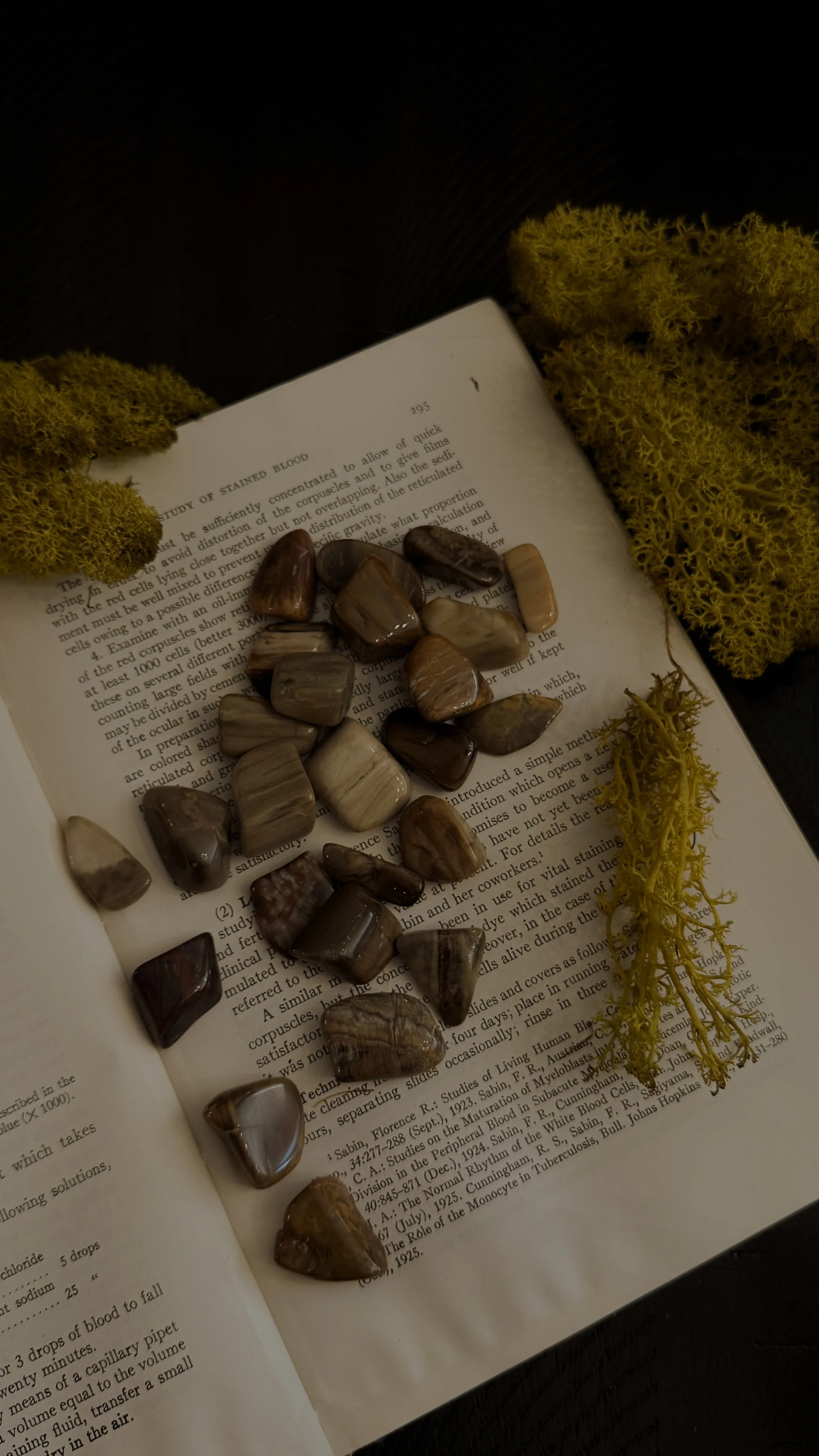 Petrified Wood Pieces Tumbled