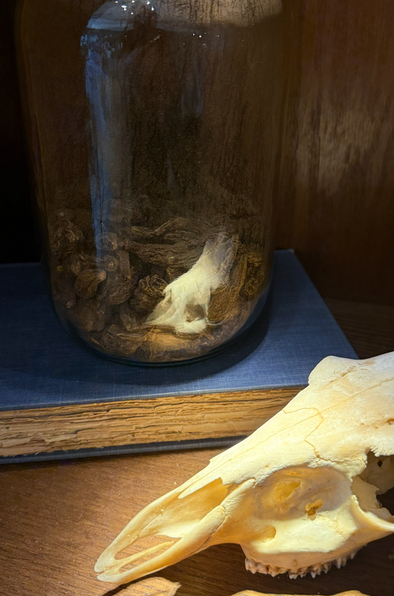 High John The Conqueror Root